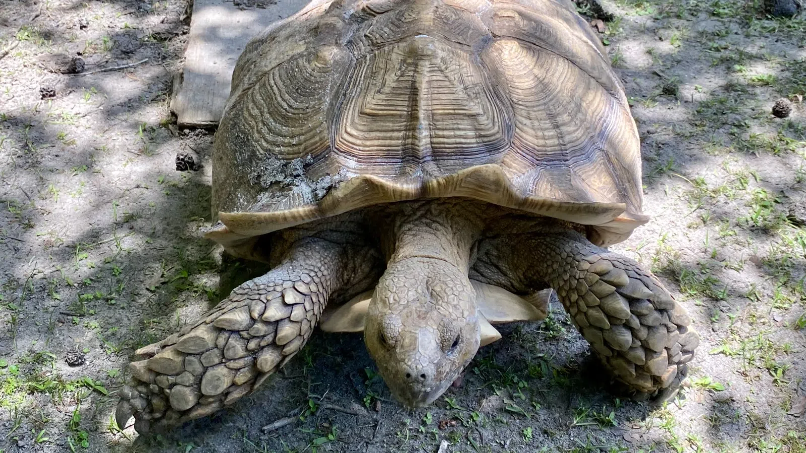 Animal Magnetism: An Addiction to Strange and Unusual Pets