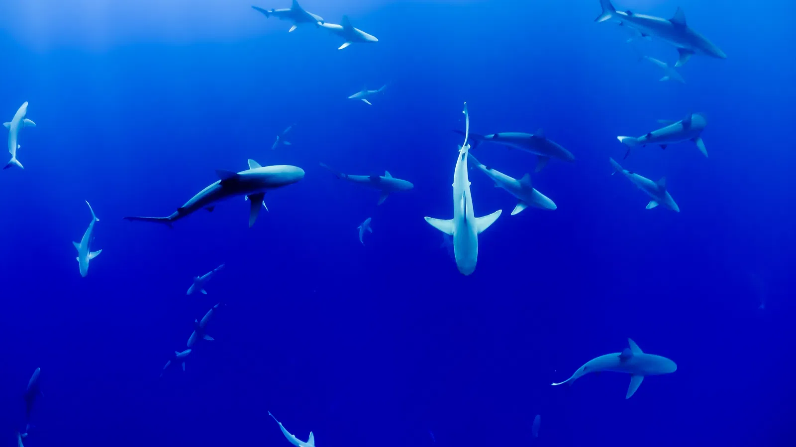 New shark species discovered in Gulf of Mexico