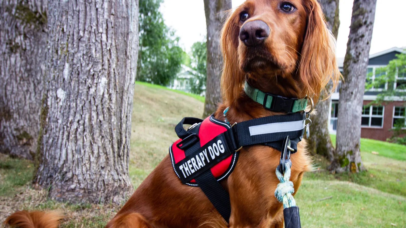 Why a Therapy Dog Might Be Just What You Need