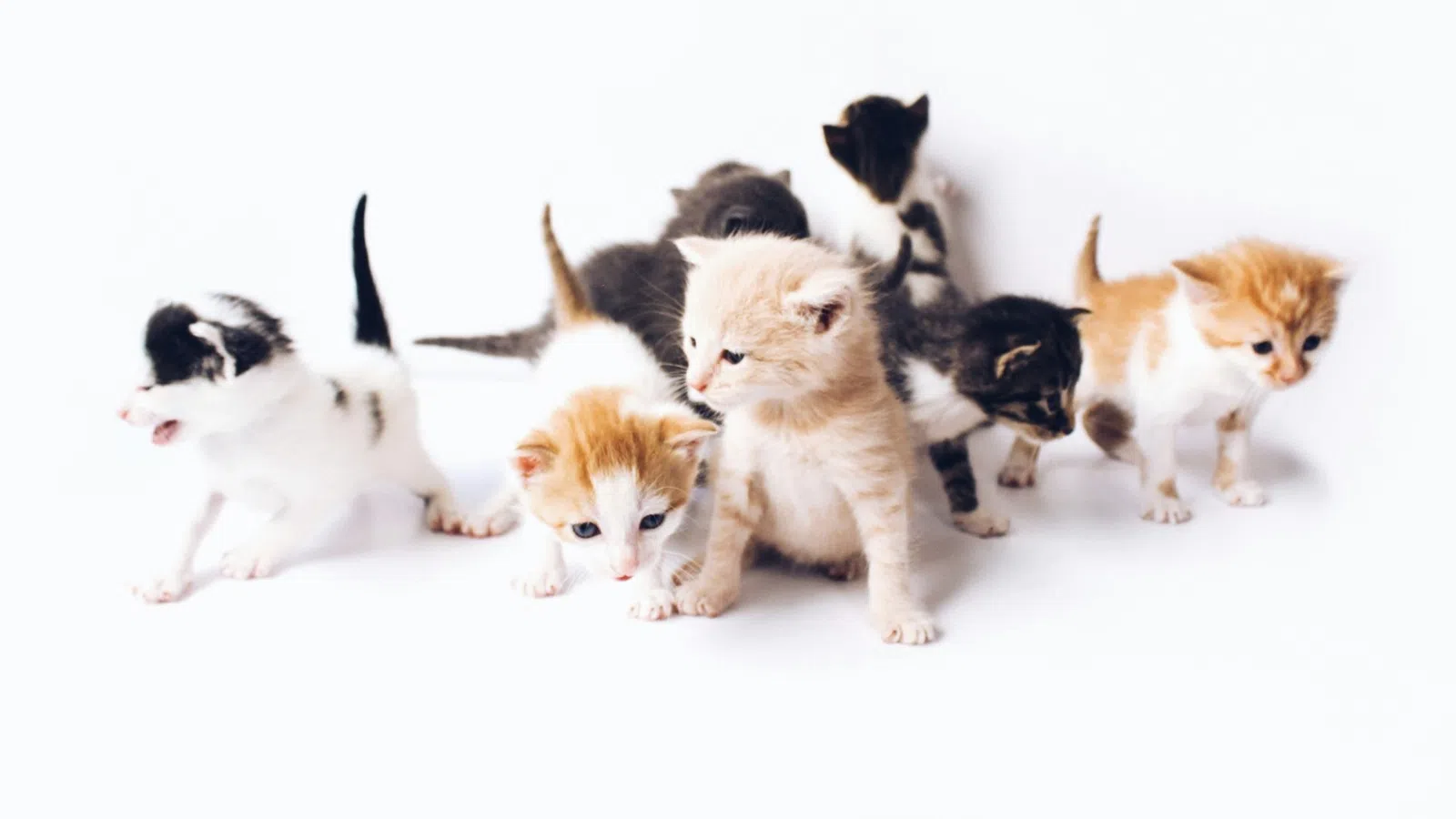 a group of kittens