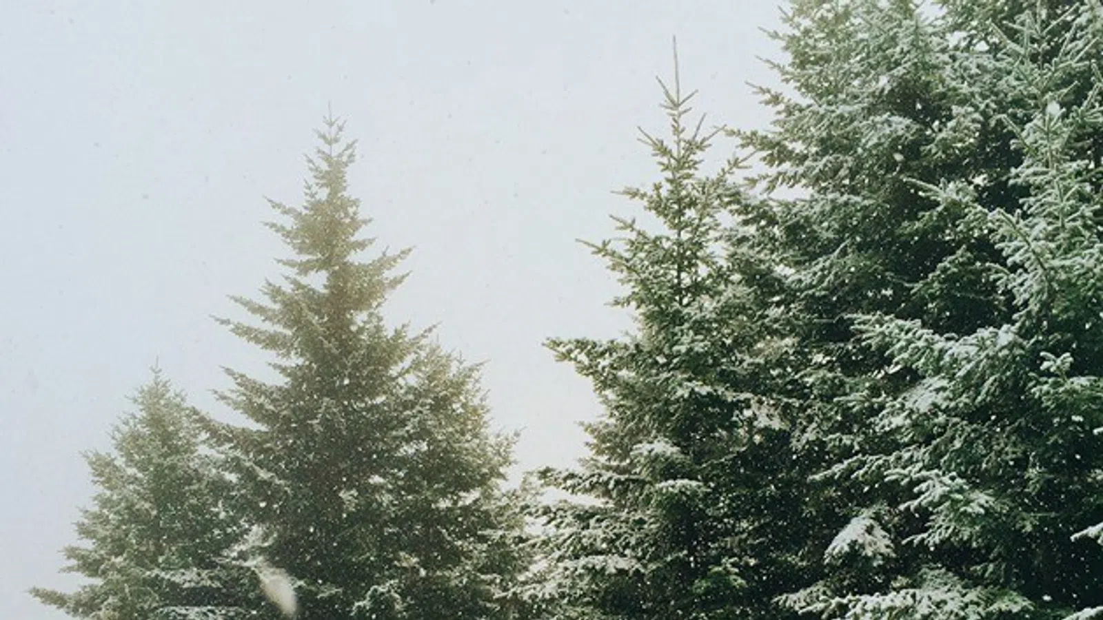 a group of trees covered in snow