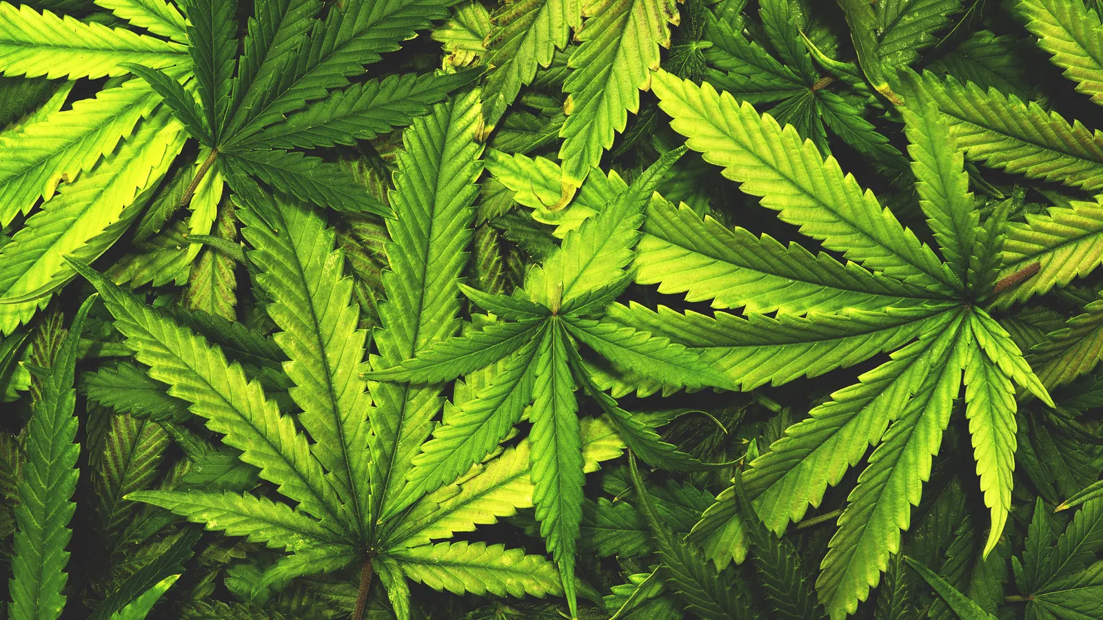 Going Green: Louisiana Gets a Marijuana Dispensary
