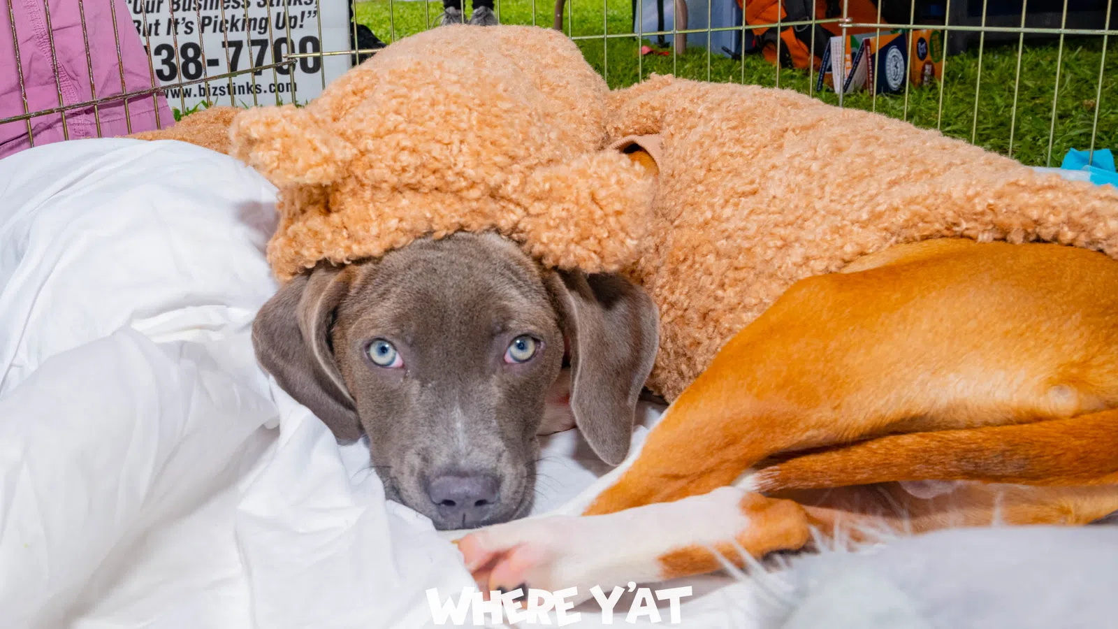 a dog lying on a person's chest