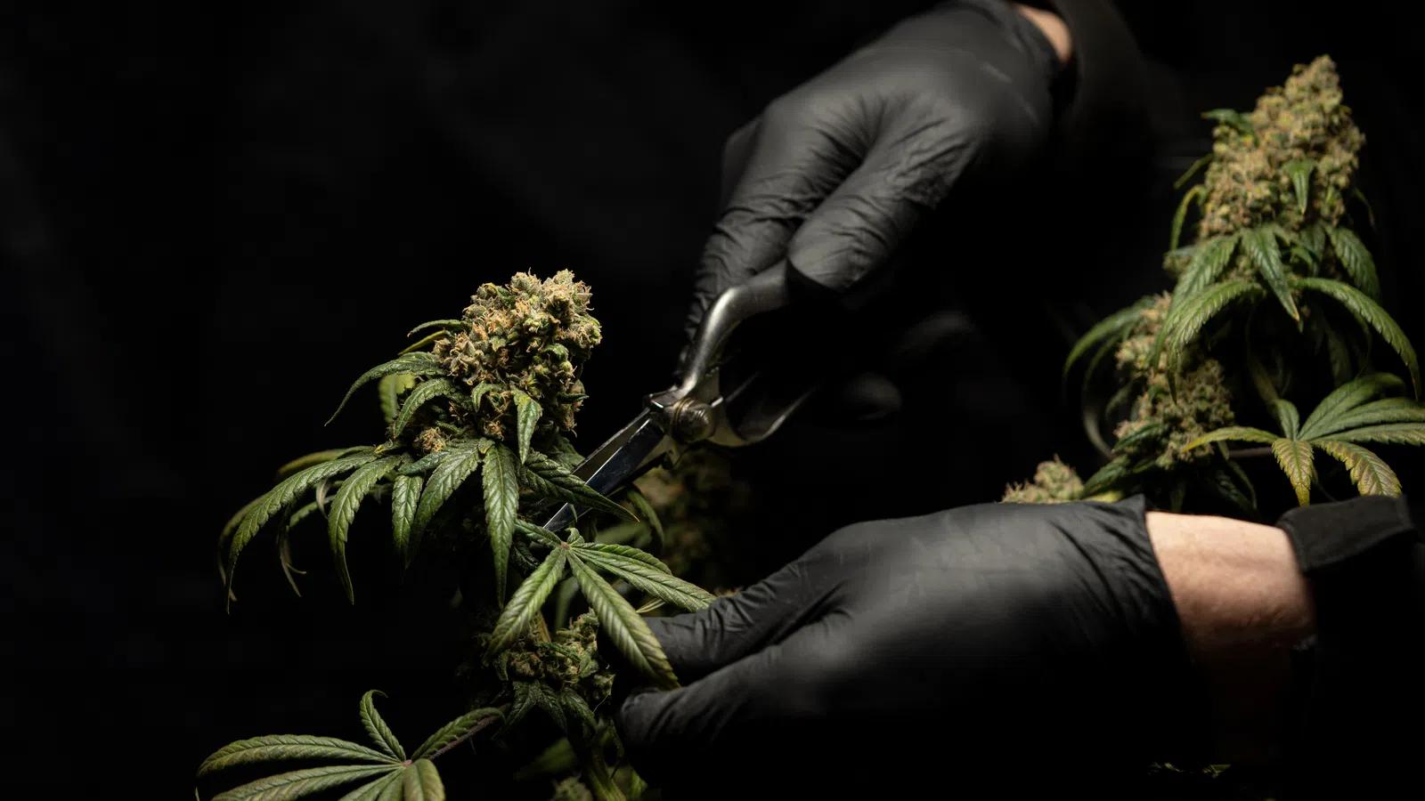 a person holding a plant