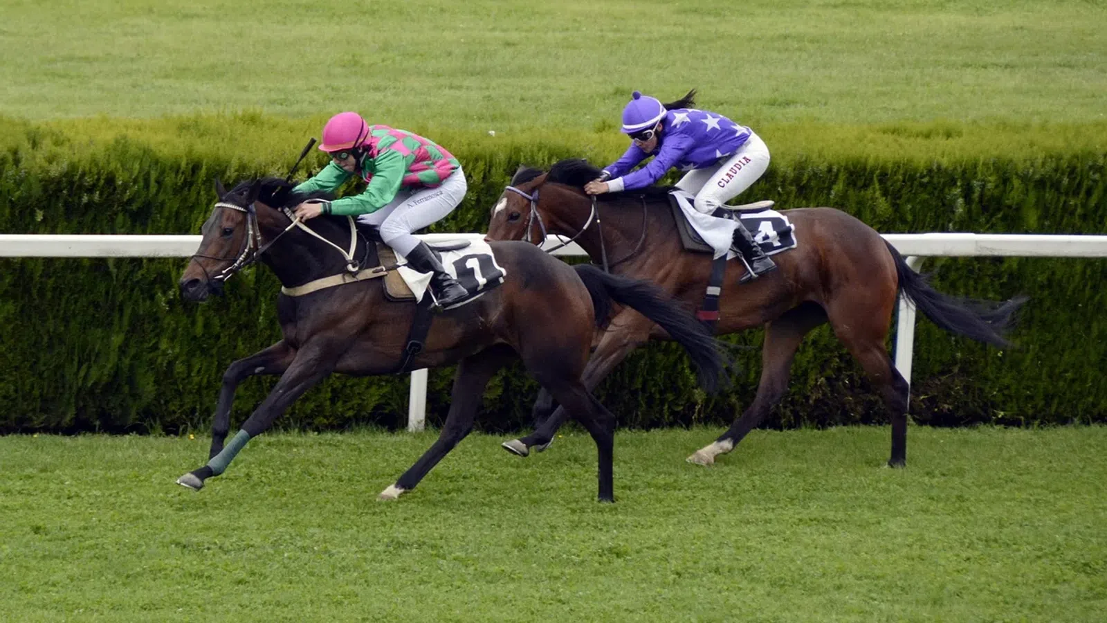 Horse-Betting at Canterbury Park: Get to Know the Winning Horses