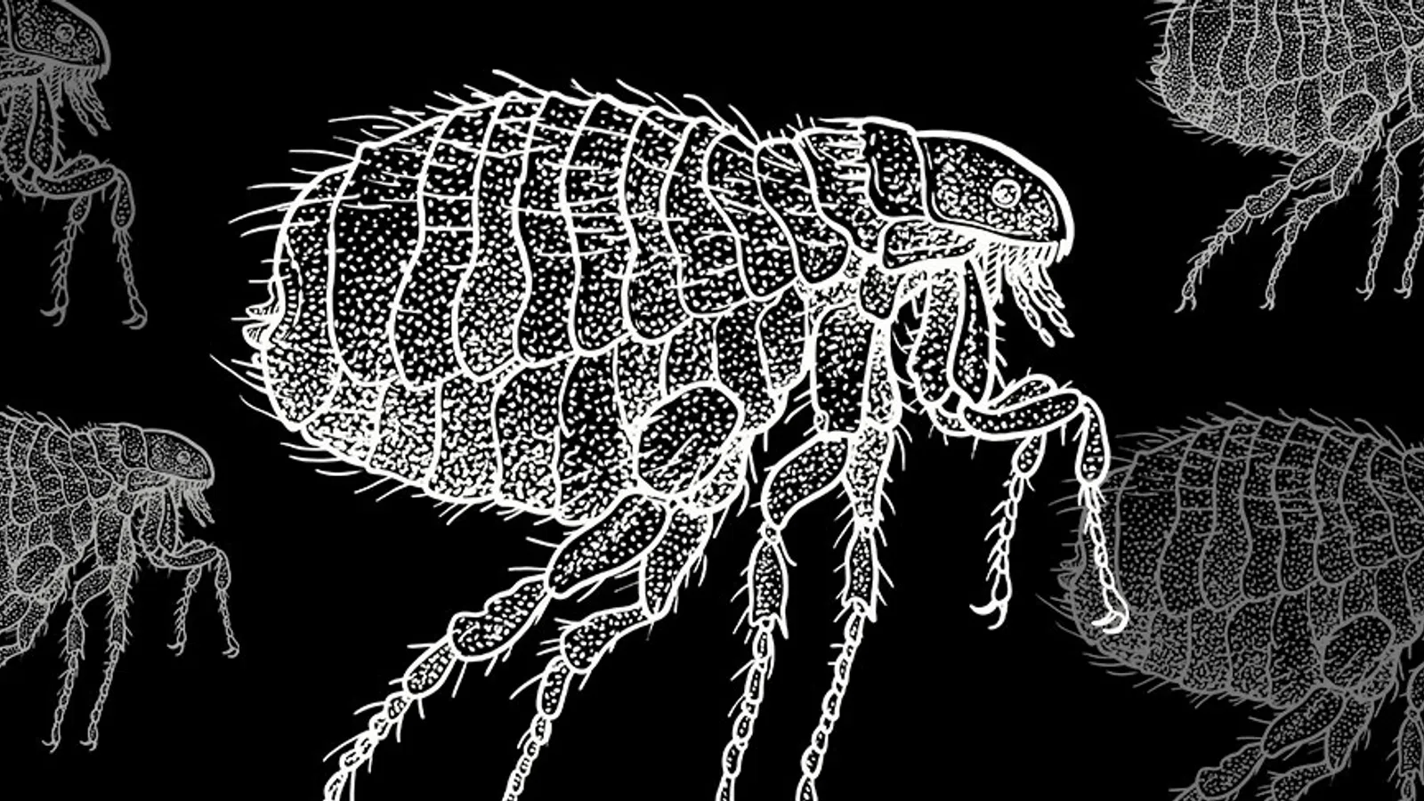 Pest-Case Scenarios: Life in the Bug Easy- Bugs and Rodents in New Orleans [Part 2]
