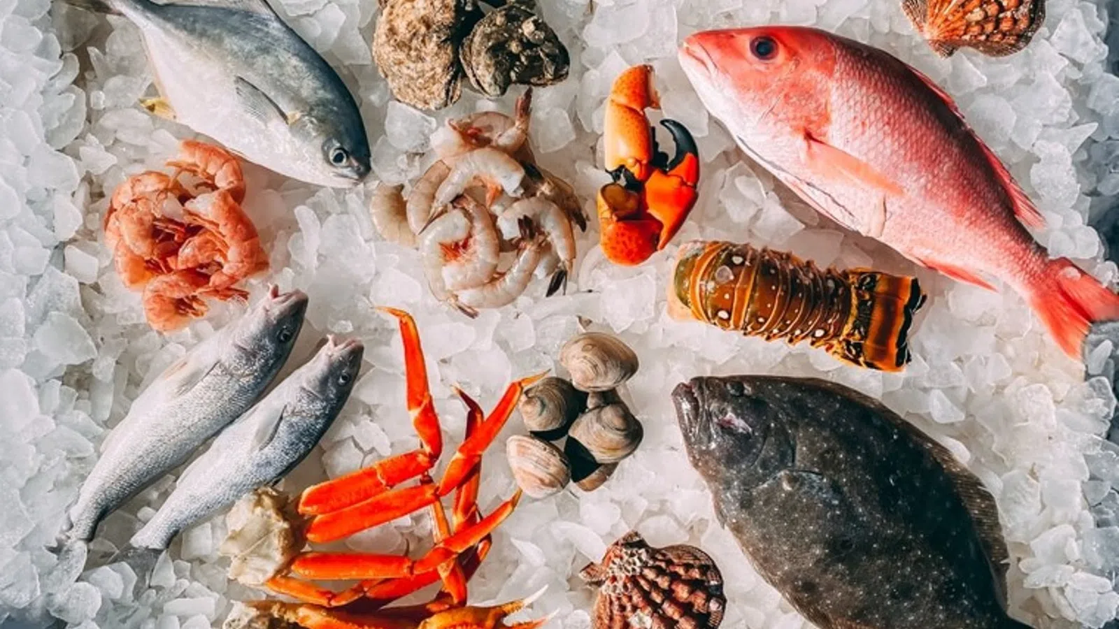 a group of fish