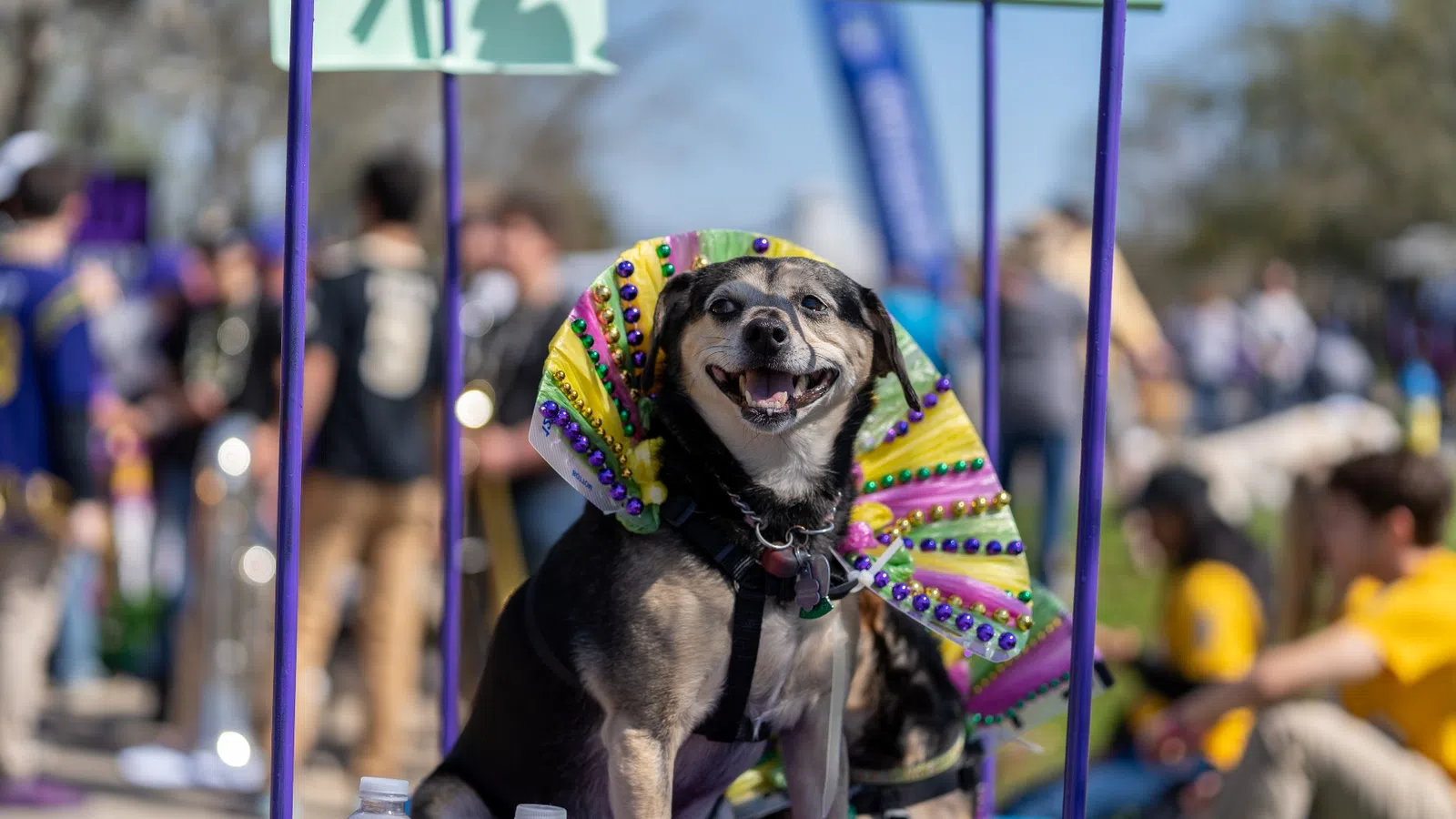 a dog wearing a colorful hat