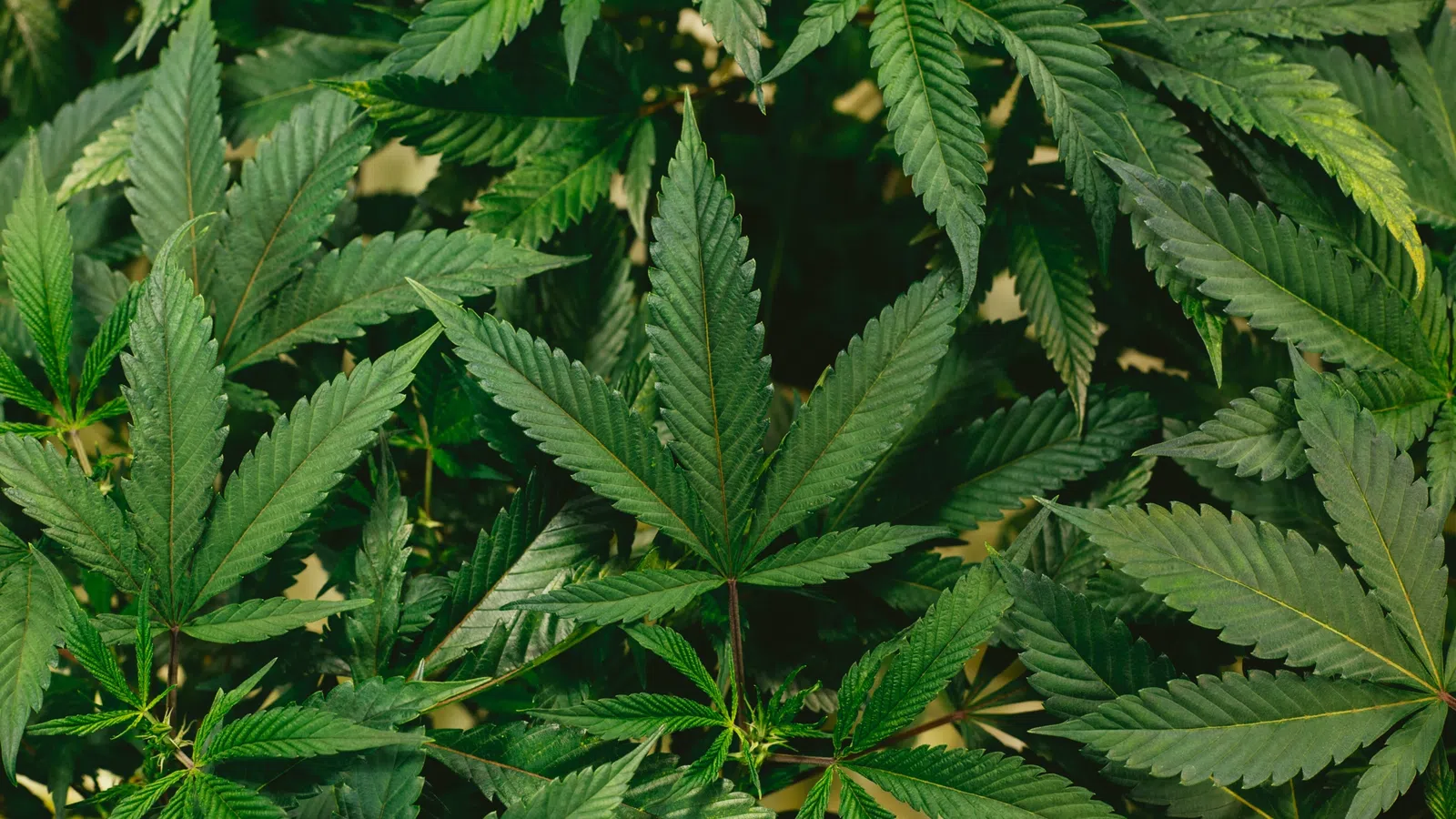 a close-up of some leaves