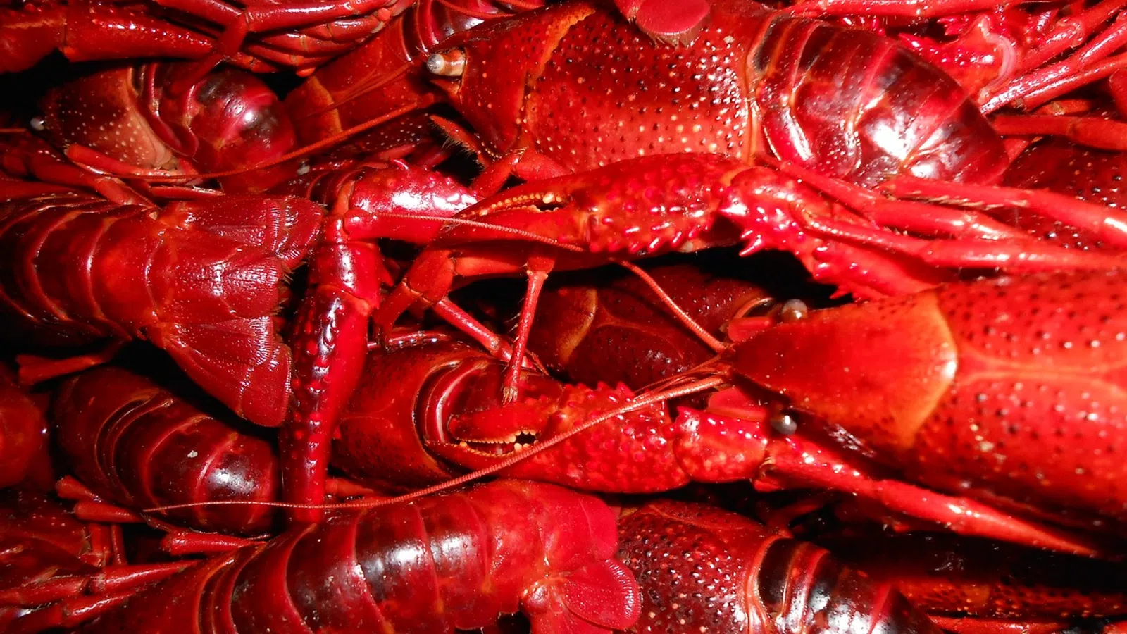 a pile of red lobsters