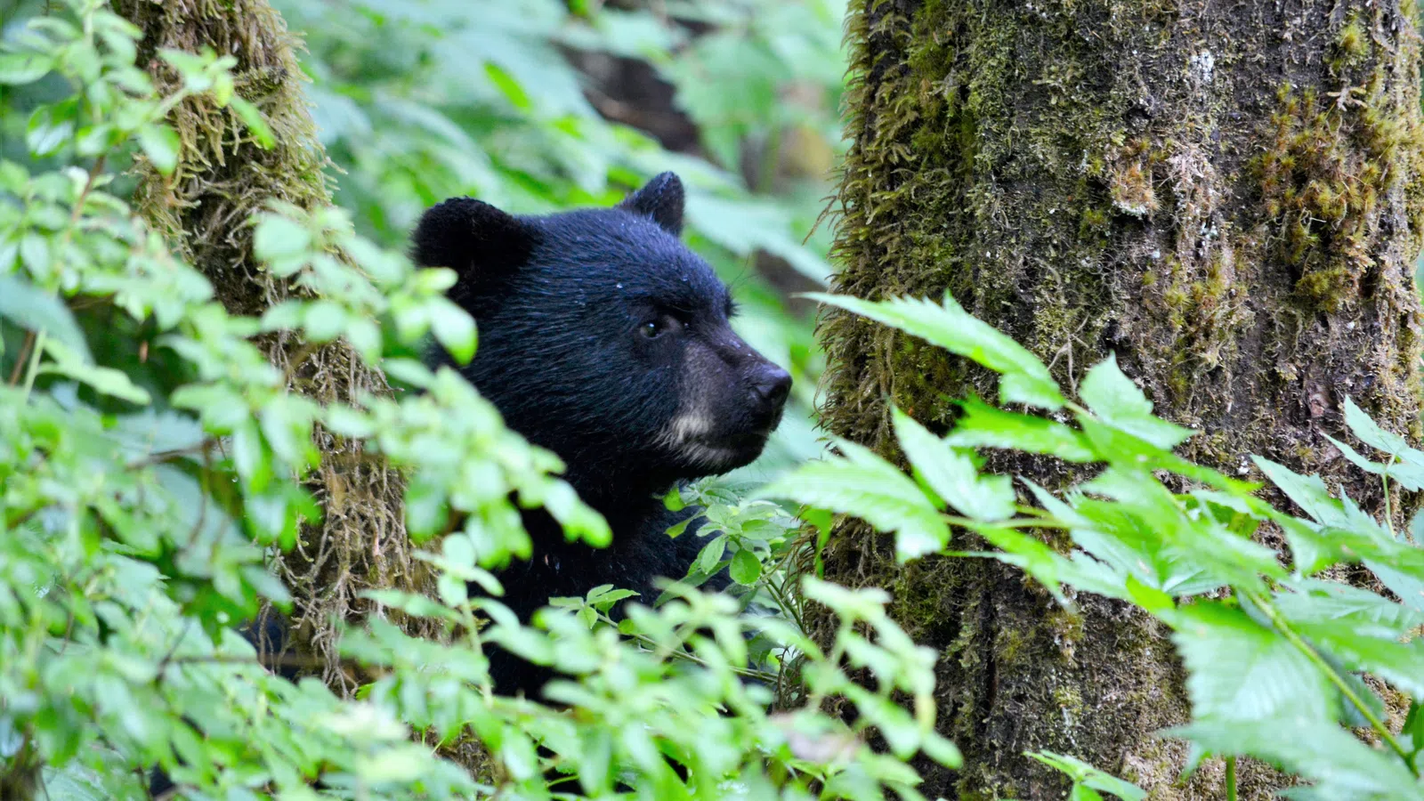 Who Killed the Black Bear?
