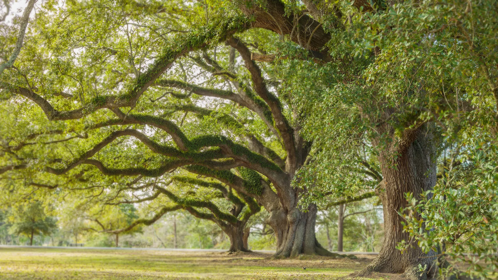 New Orleans Named #1 in Best Cities for Outdoor Space
