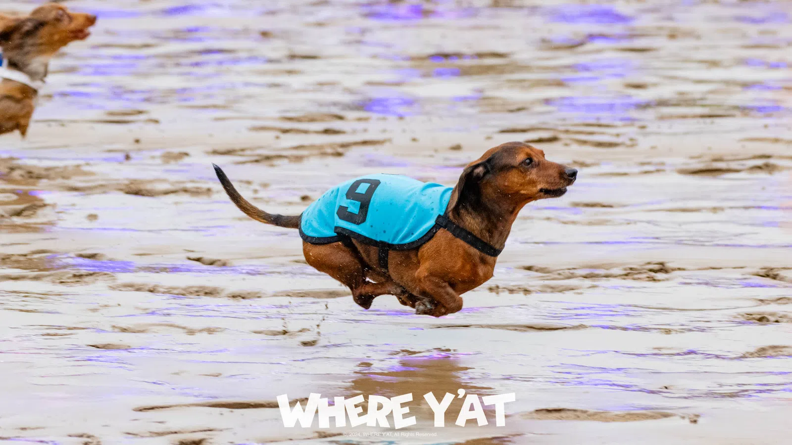 a dog running in the water