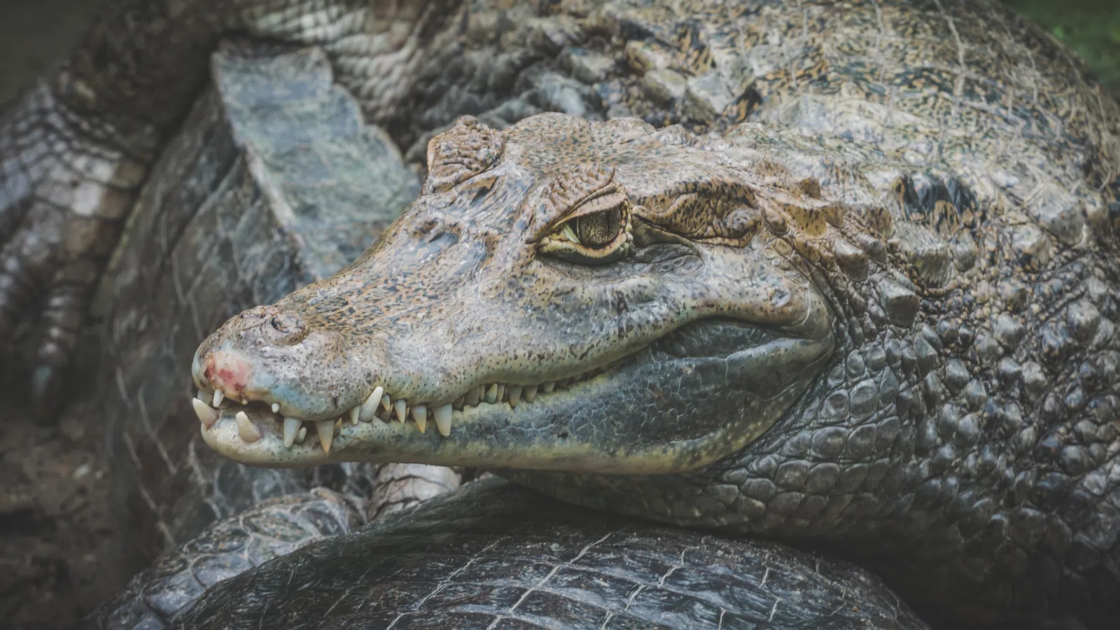 The American Alligator: How Do We Need It?