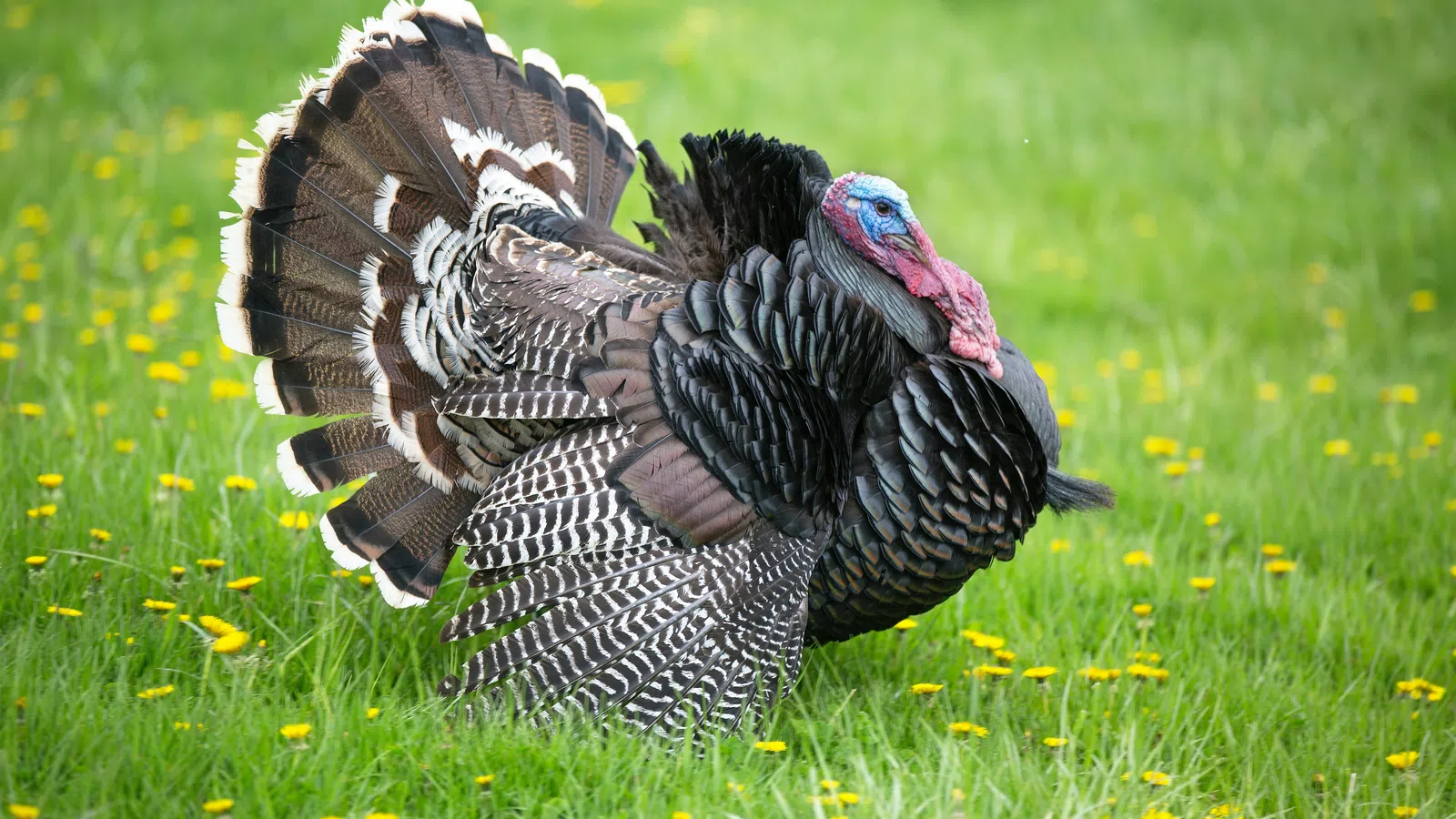 Turkey Tidbits: Fun Facts About the Thanksgiving Fowl