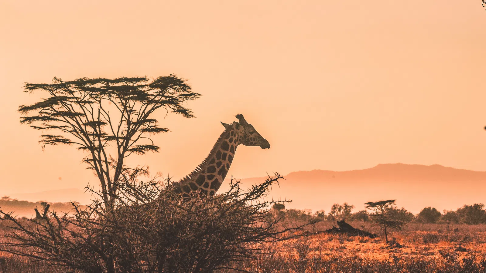 Let’s Go To South Africa, Spain, France, and Hawaii!