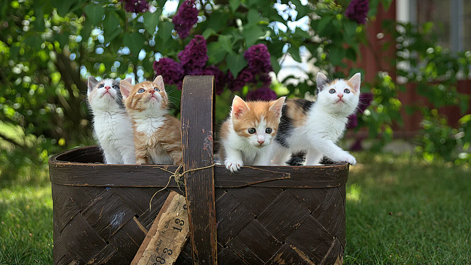 Another Chance at Nine Lives: Cat Adoption