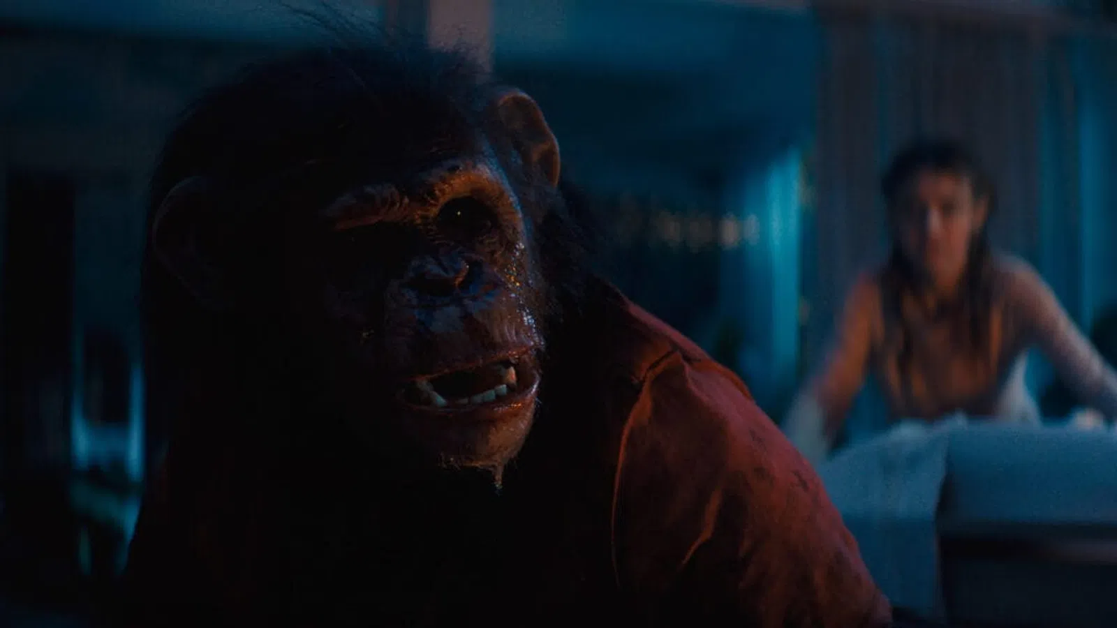 Close-up of a distressed ape wearing a shirt with a blurred person in the background in a dimly lit room.