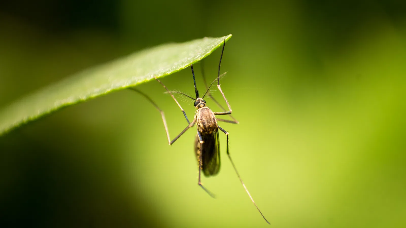 a close up of a bug