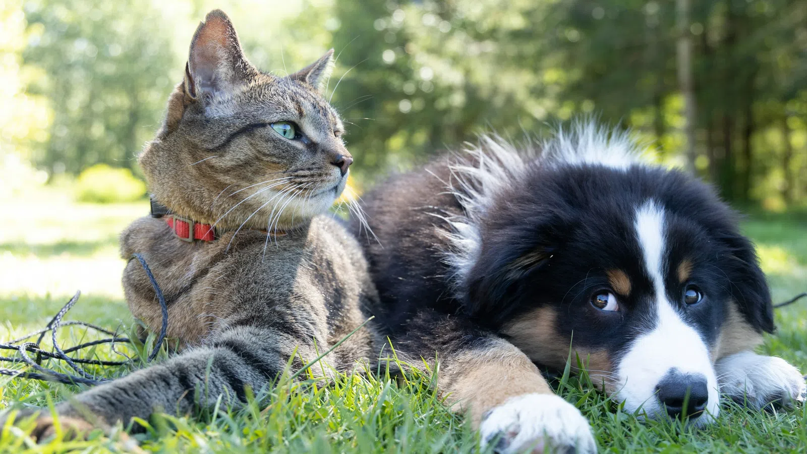 Tabby cat and black and white puppy lying together on green grass in a sunlit outdoor setting.