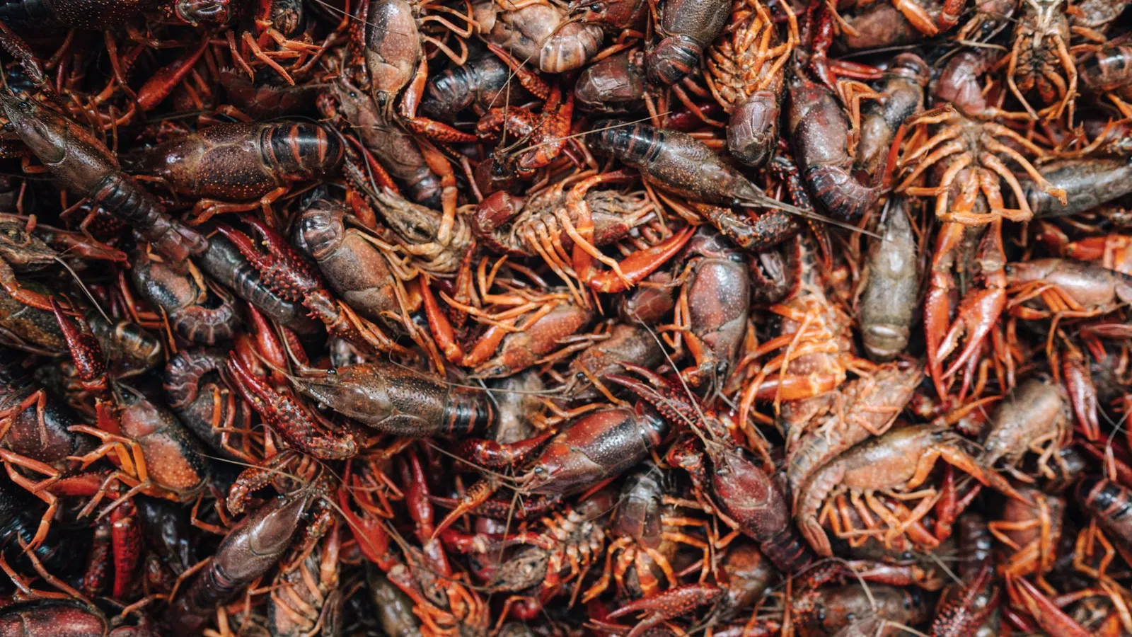 a pile of cooked fish