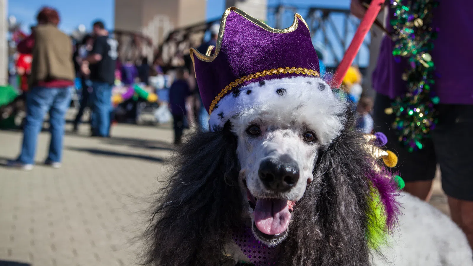 MUTTY GRAS: Krewes of Barkus and Mardi Paws