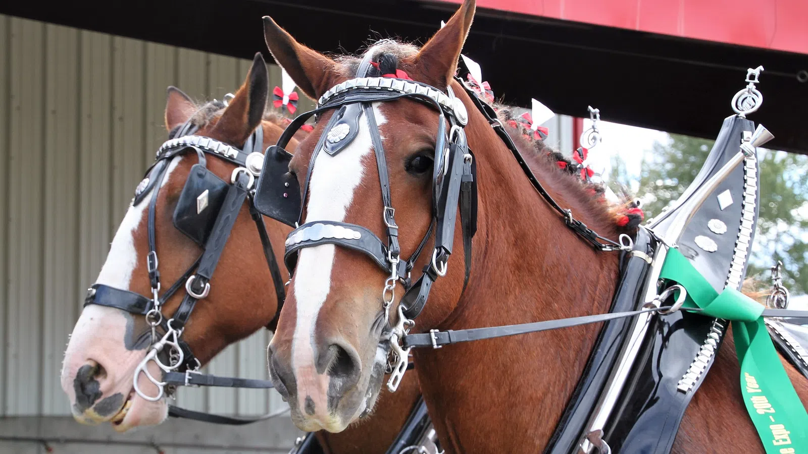 a couple of horses wearing harnesses