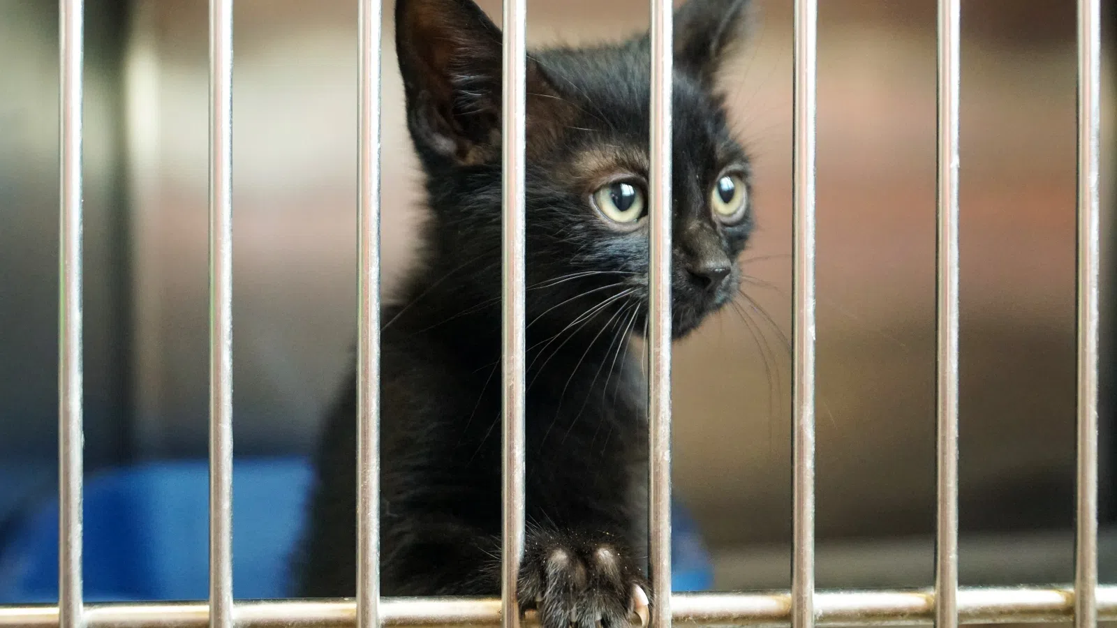 If You Lost Your Pet Because of Ida, the Louisiana SPCA May Have It