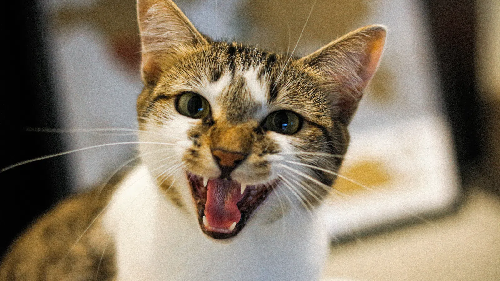 Tales From the Quarter: Cats Rule