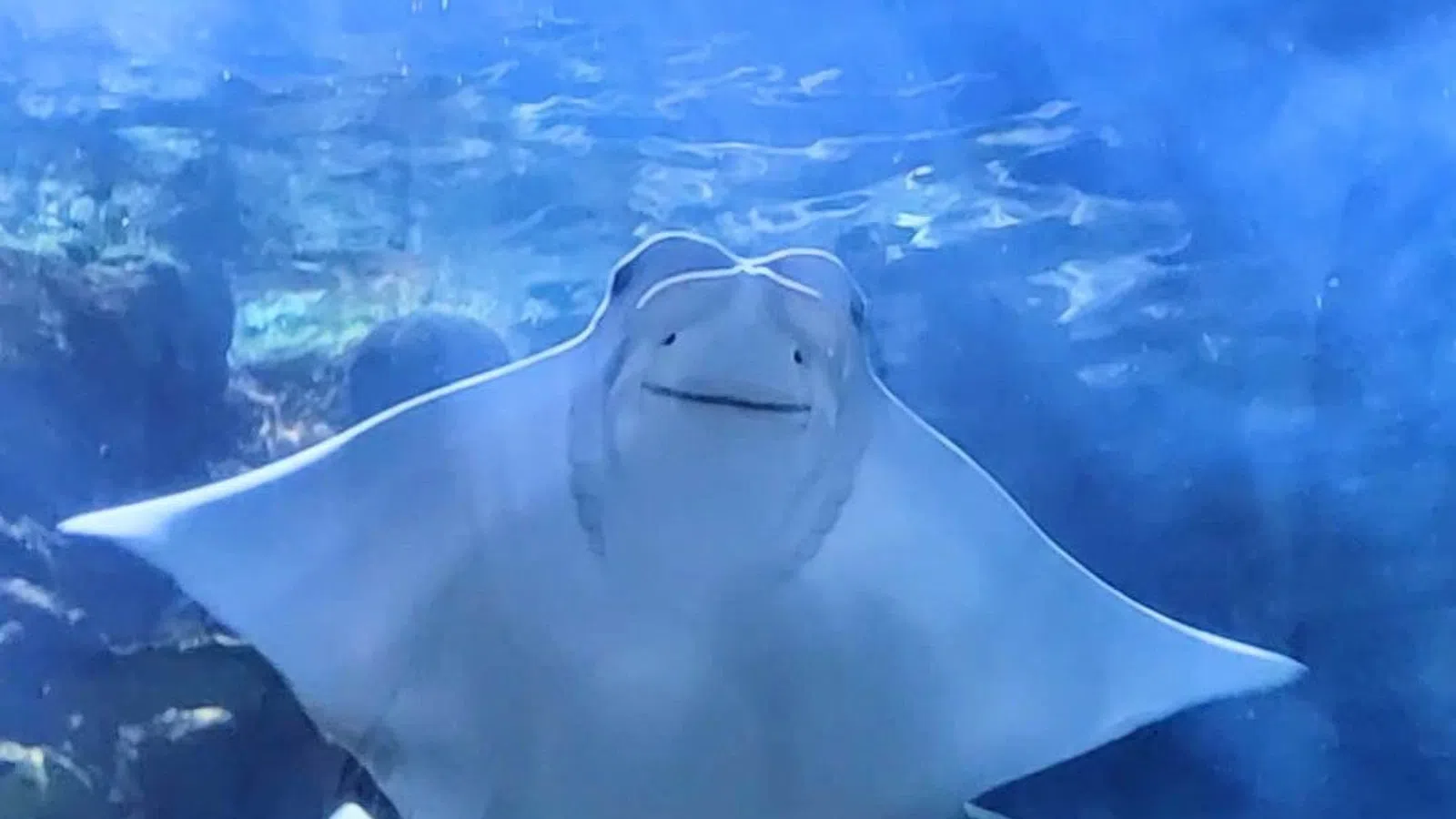 a shark swimming underwater