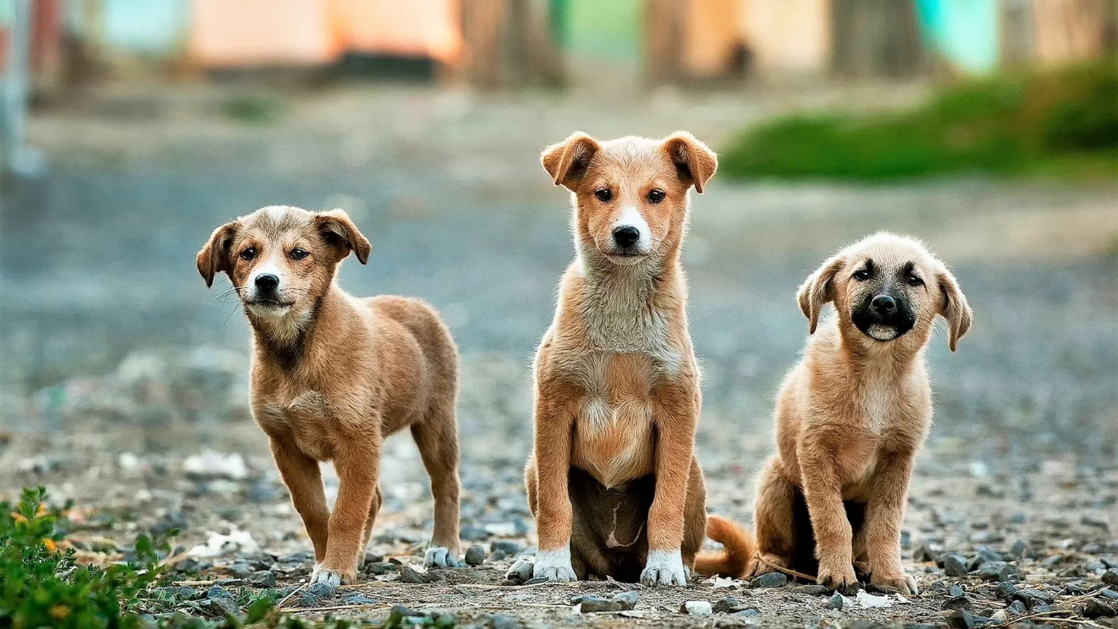 Paws Across America