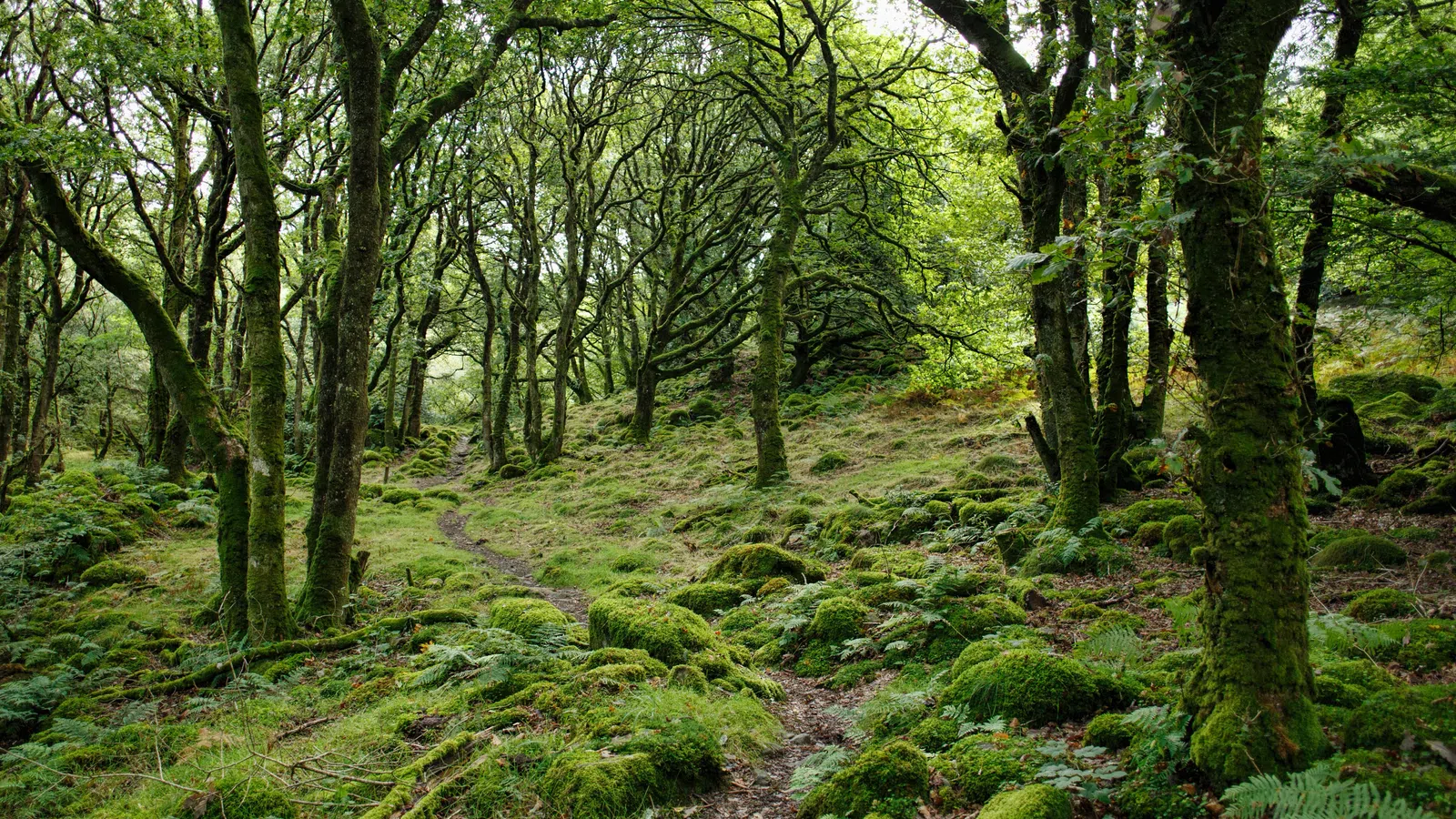 Enchanted Forest
