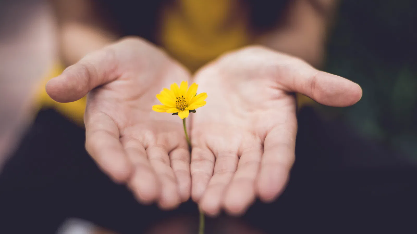 a person holding a yellow flower