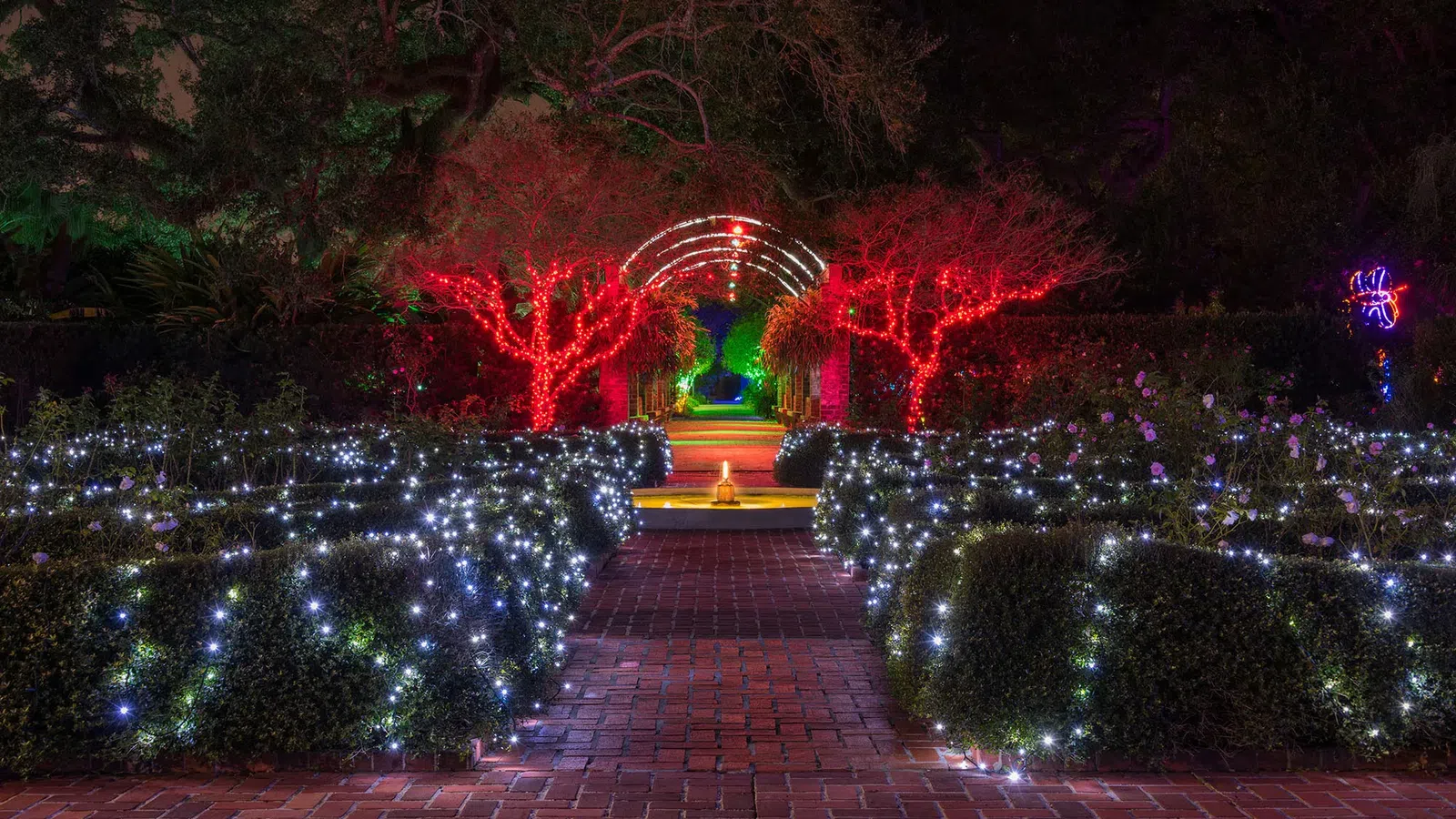 Garden pathway lined with bushes wrapped in white lights and trees illuminated by red lights at night.
