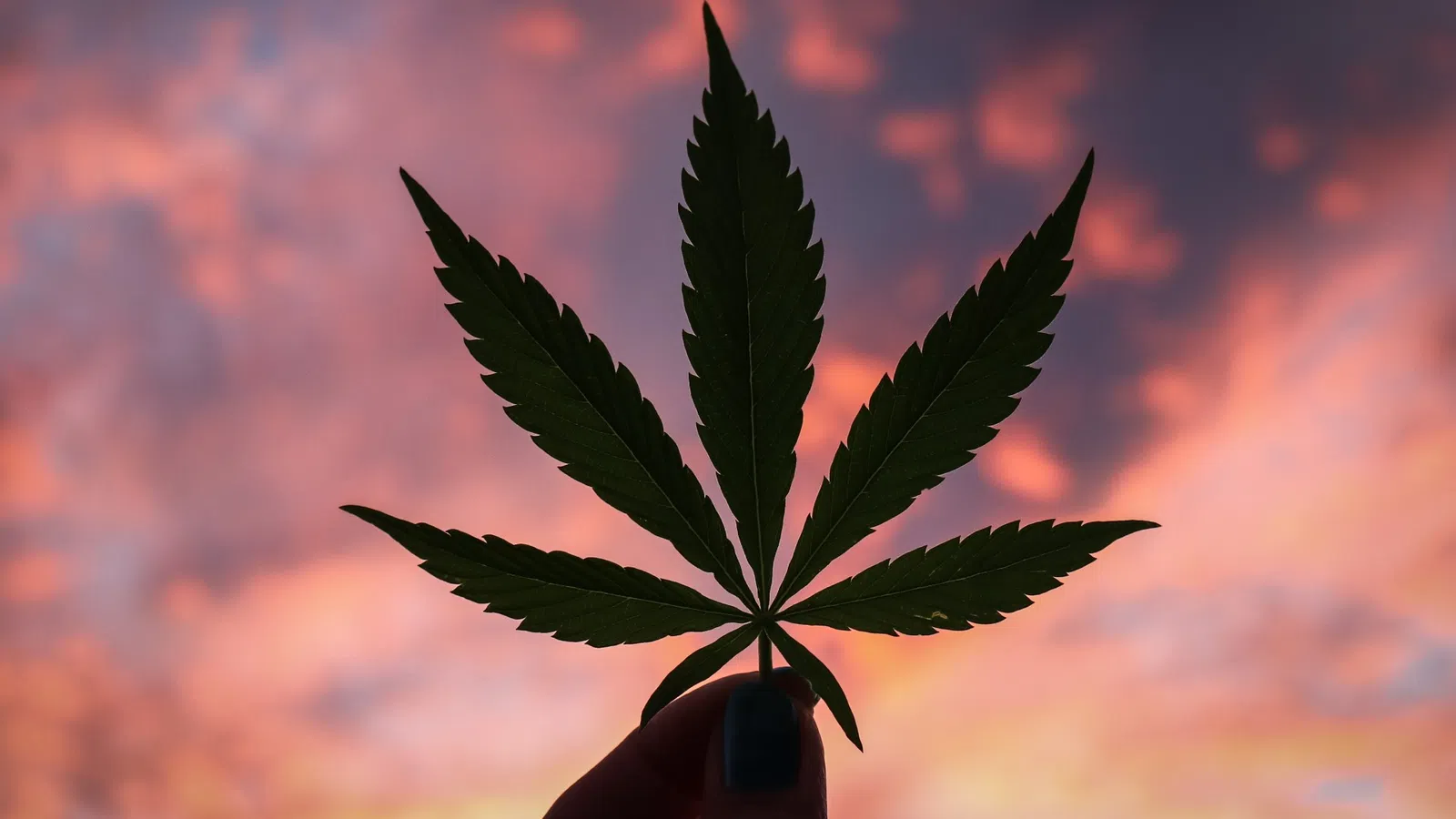 Louisiana Becomes First State in Deep South to Reform its Marijuana Laws