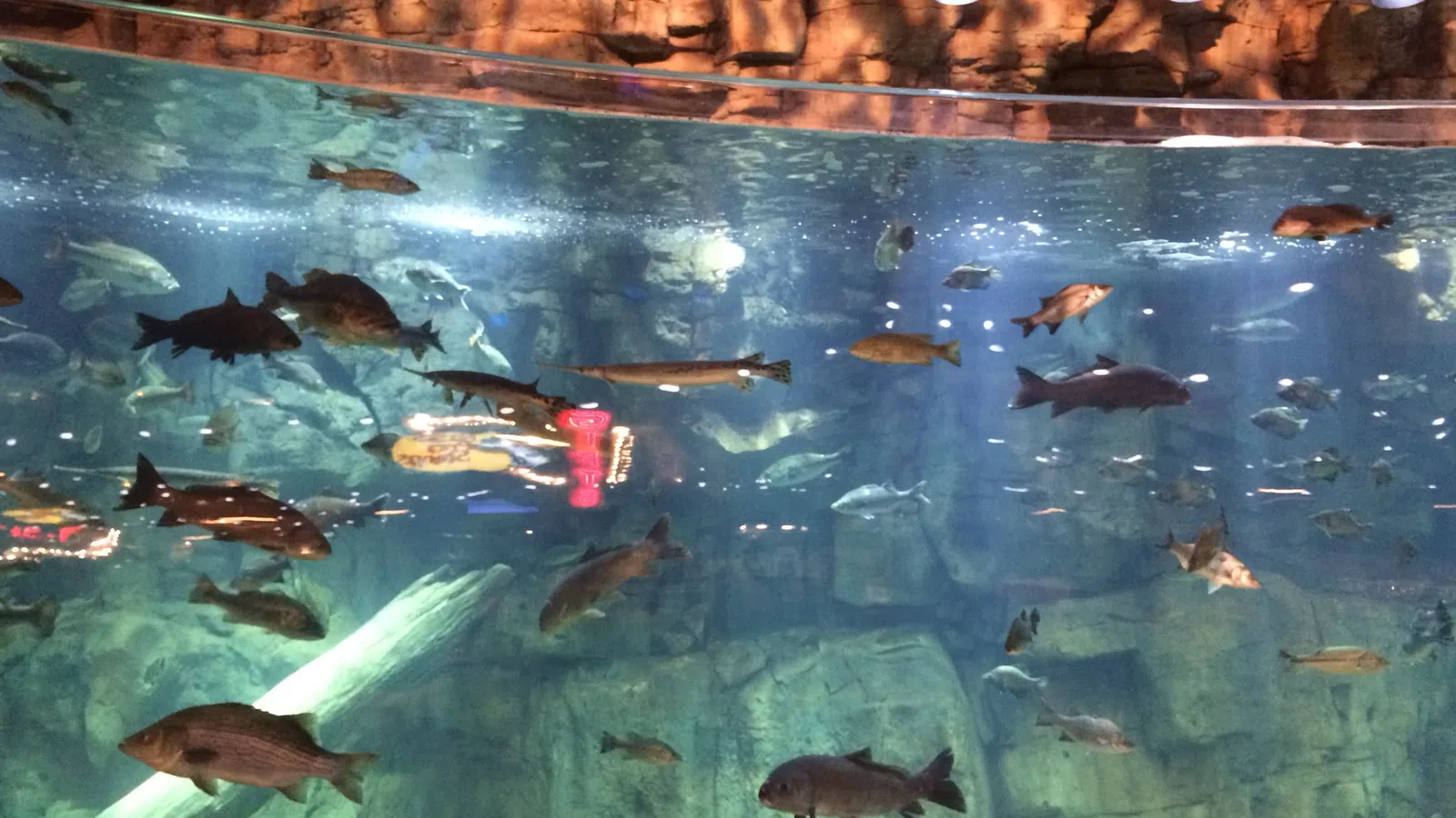 Dangerous Dive: Louisiana Man Charged for Jumping in Bass Pro Shop Aquarium