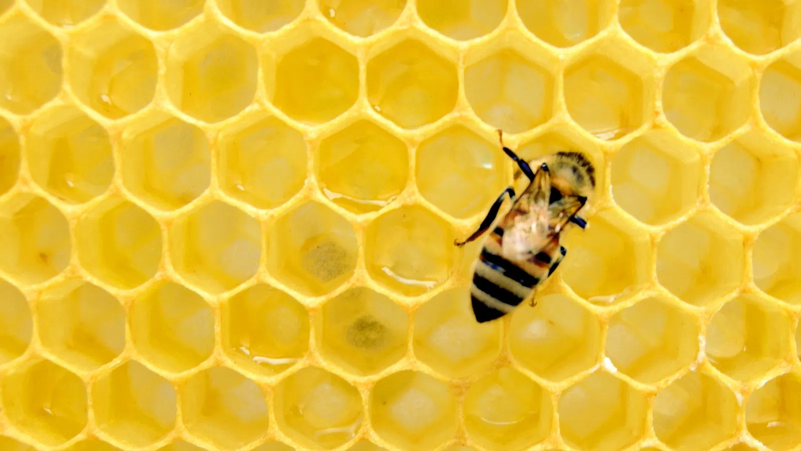 For the Bees