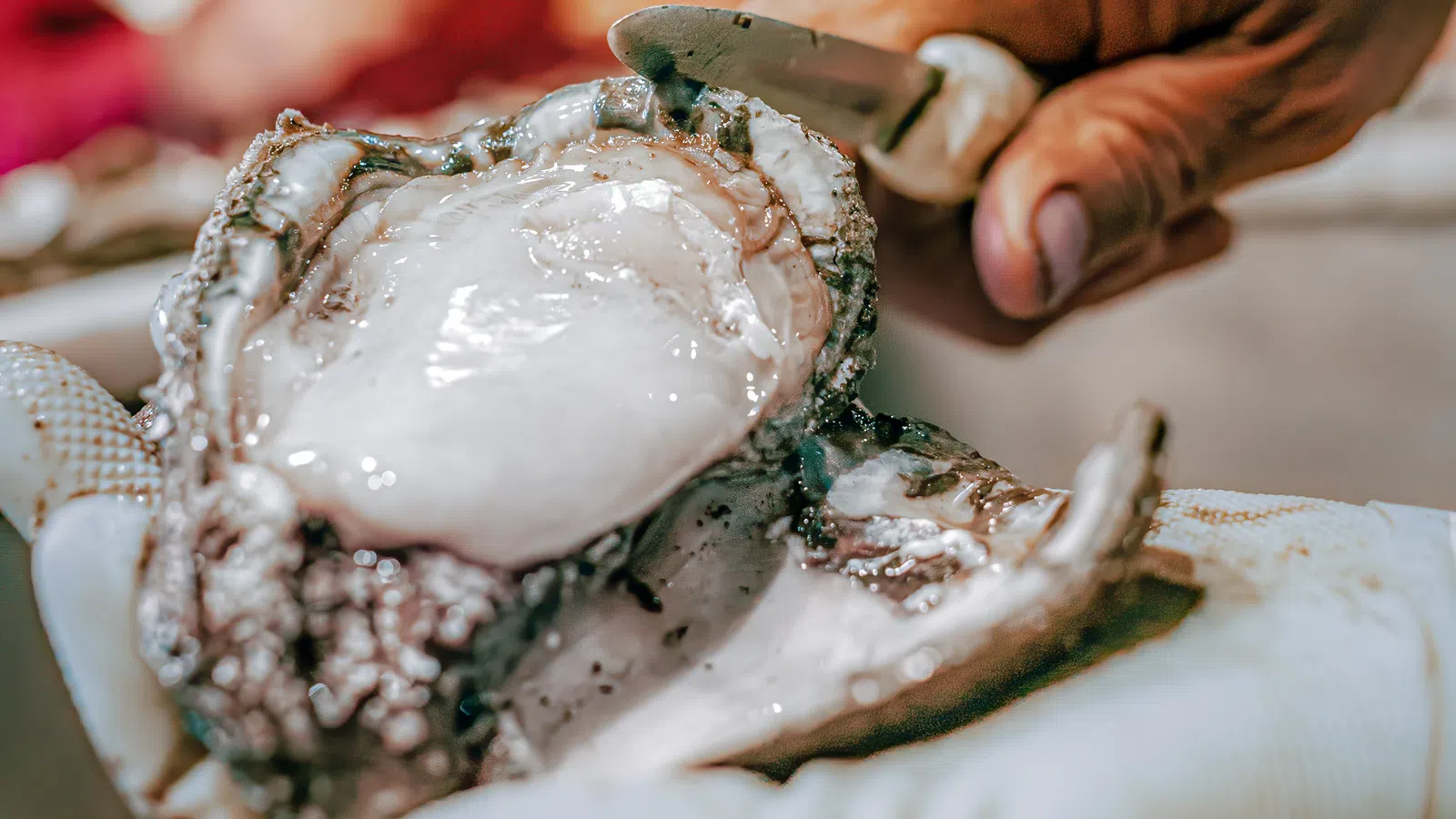The Louisiana Shell Game: 2020 Oyster Outlook