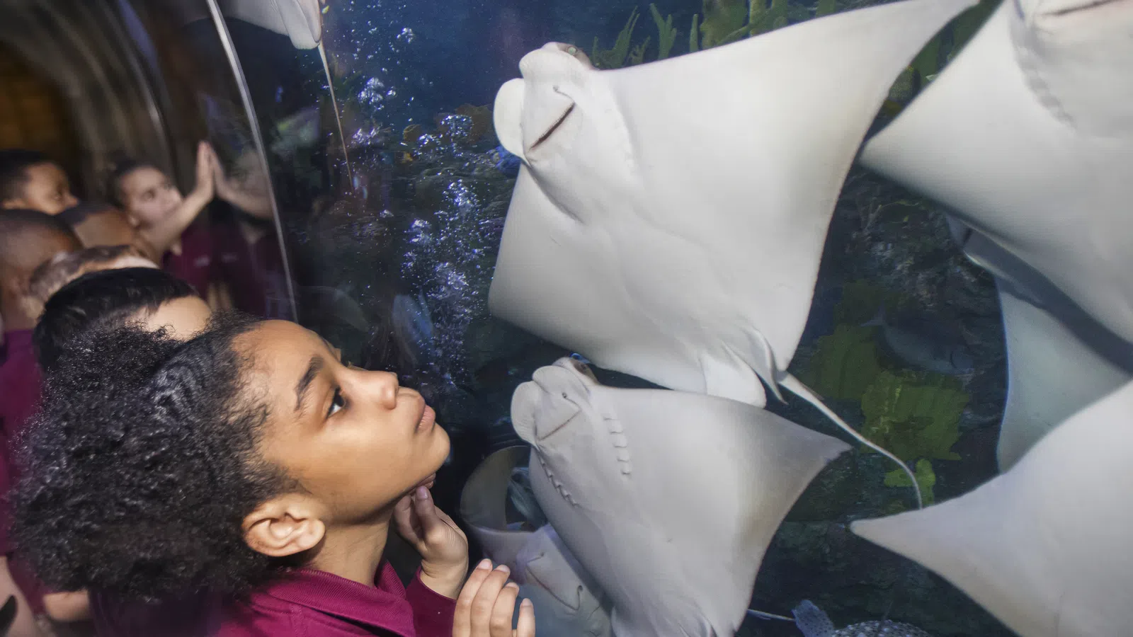 Young girl closely observing stingrays swimming inside a large aquarium display at an indoor aquarium.
