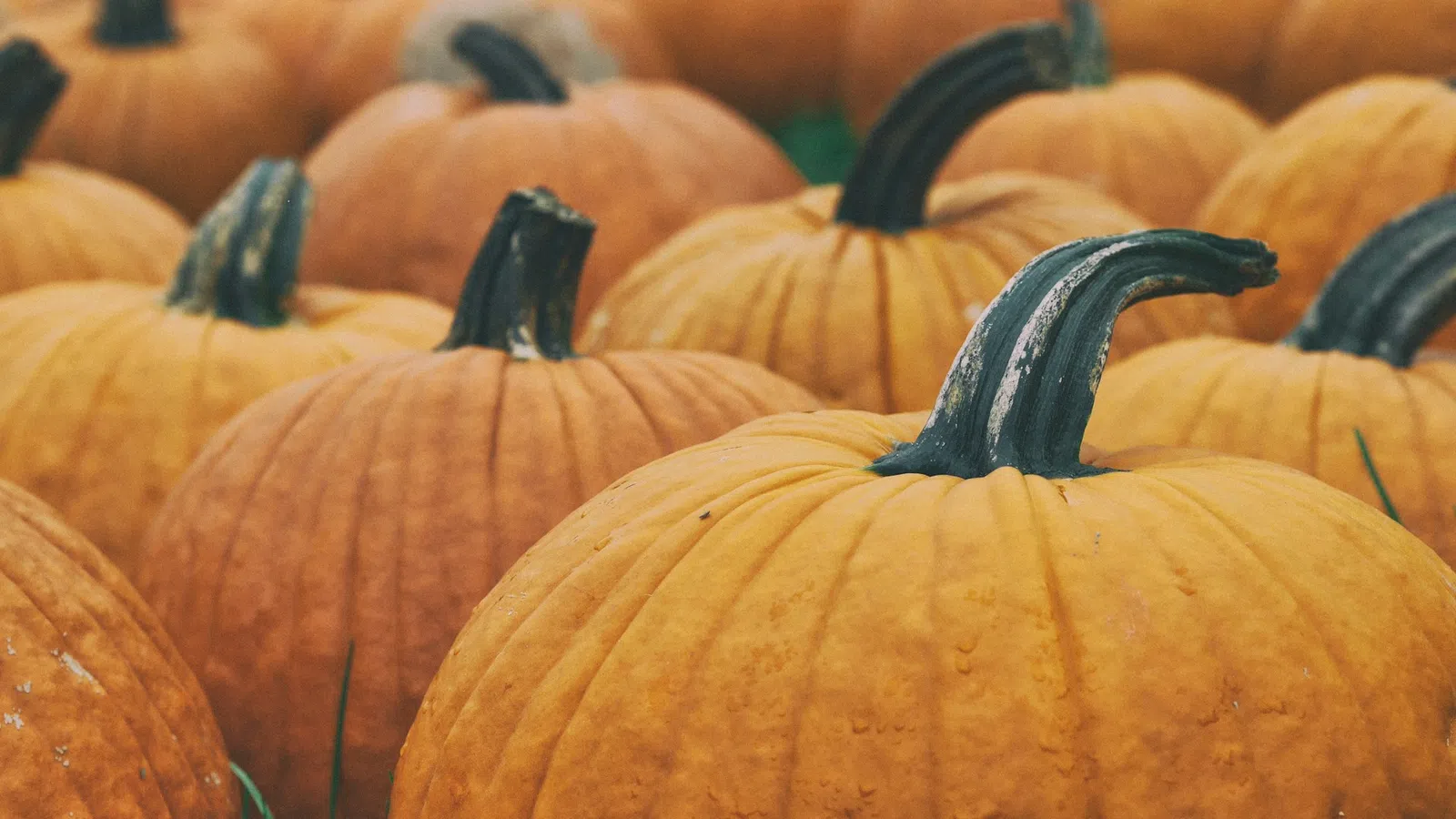 Close-up of bright orange pumpkins with dark green stems grouped on grassy ground outdoors.