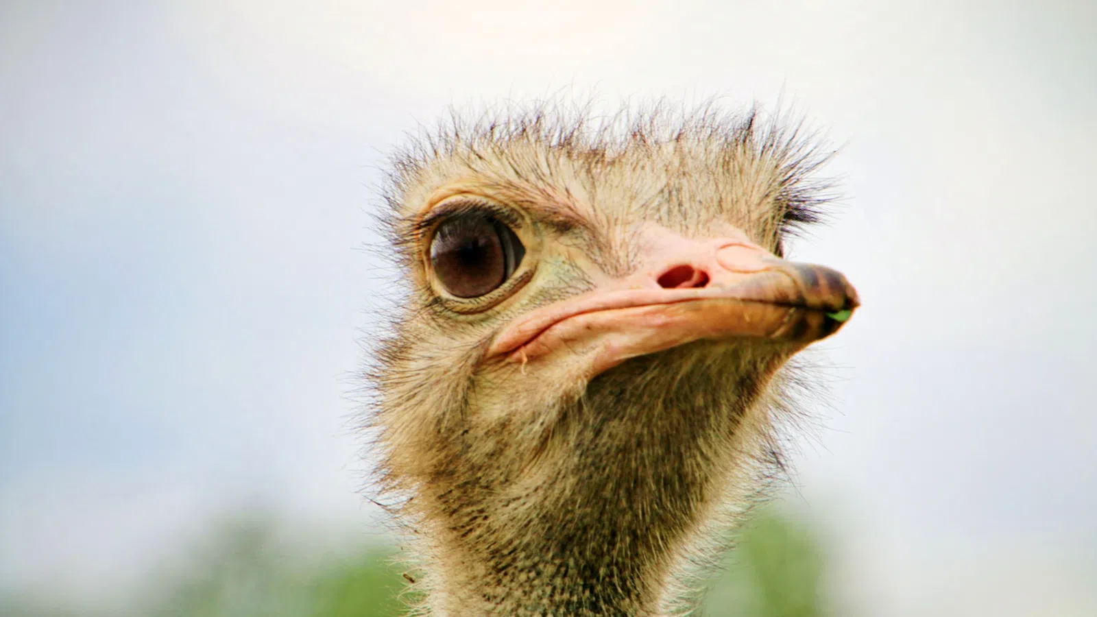 a close up of a bird