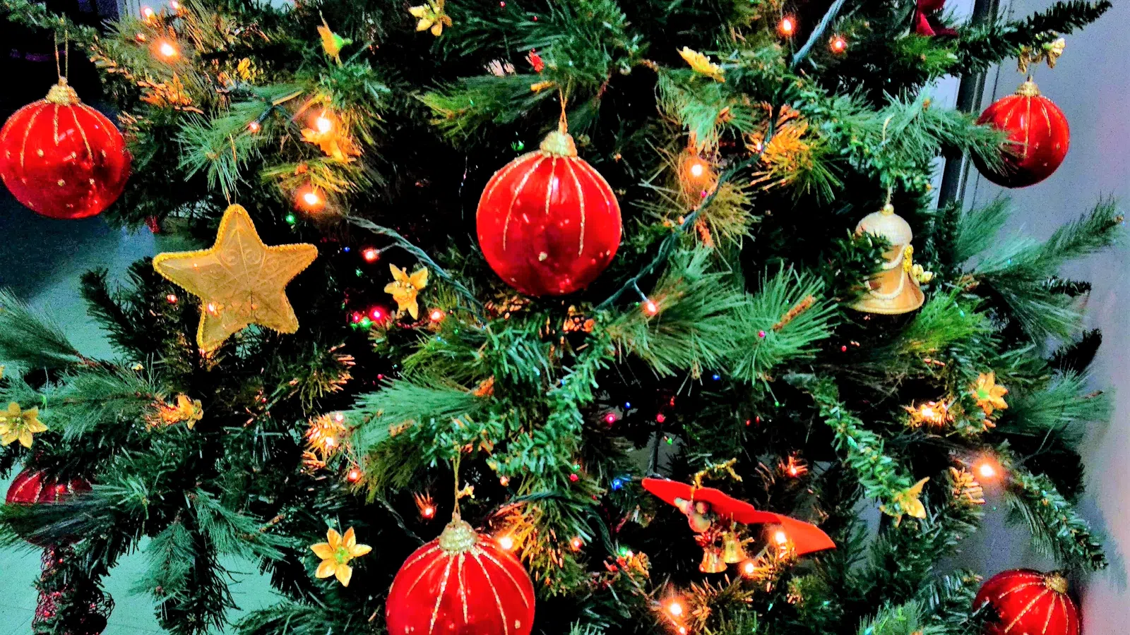 Oh Christmas Tree: Where Did You Come From?