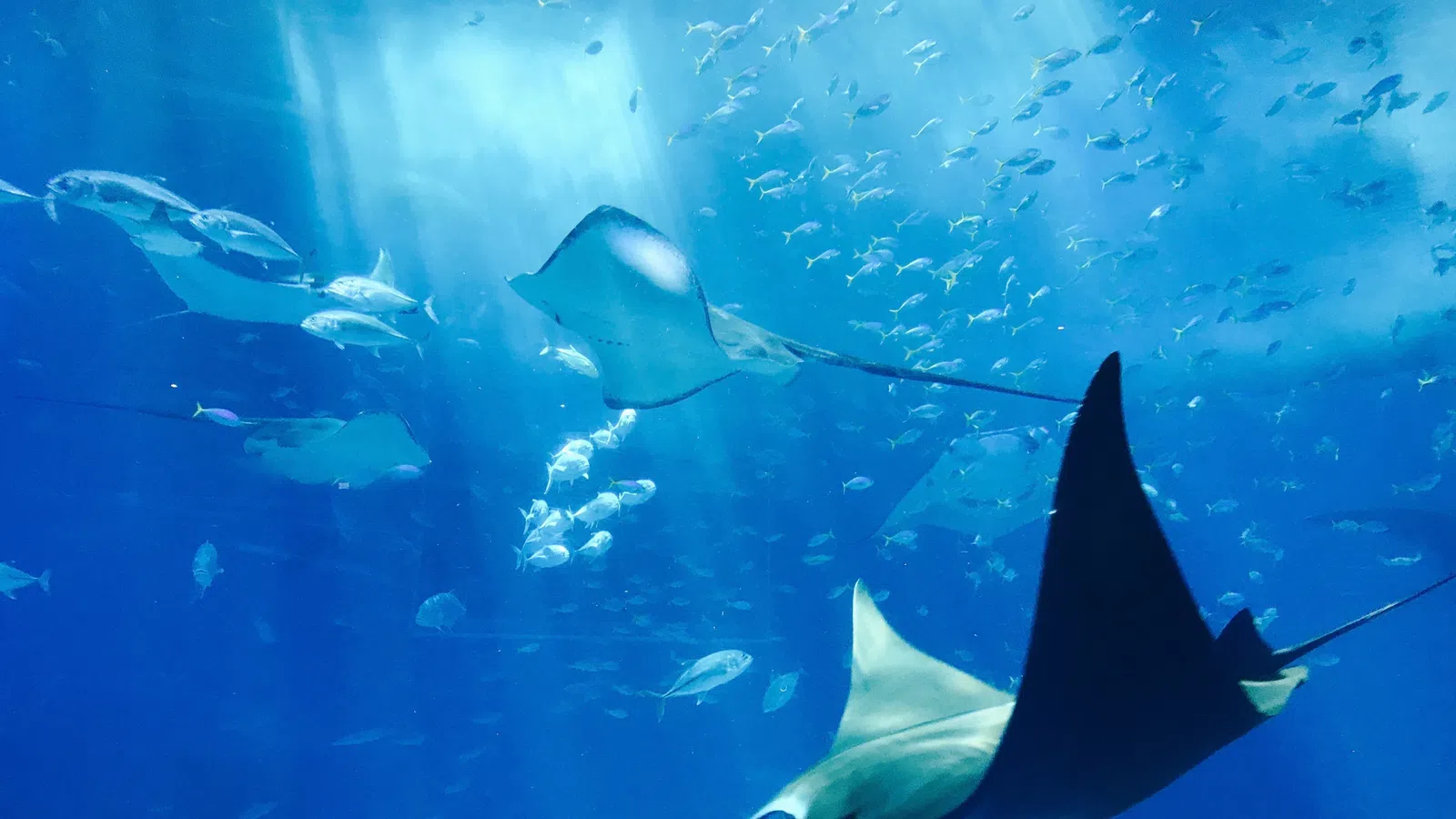 New Audubon Aquarium Touchpool Will Put Sharks Within Reach 