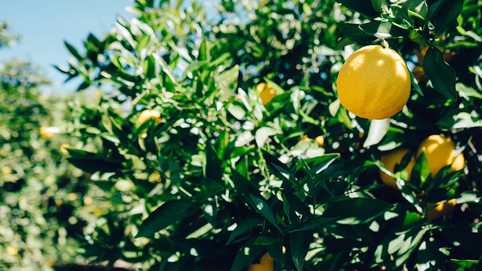 Fallen Fruit Gets Picked Up For New Orleans