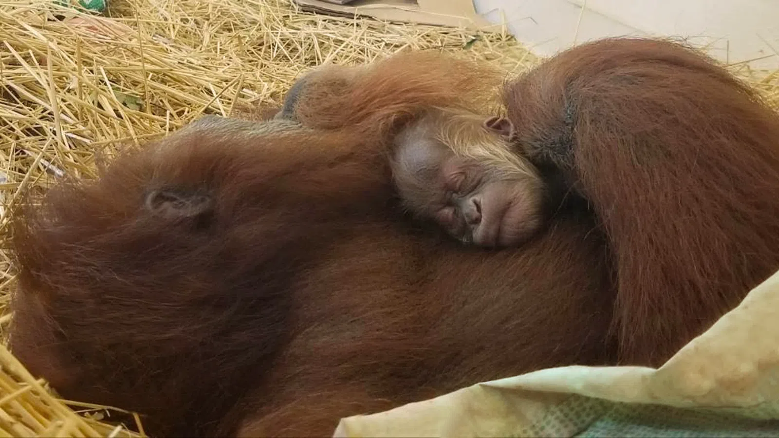 Excitement Abound at Audubon Following Birth of New Orangutan