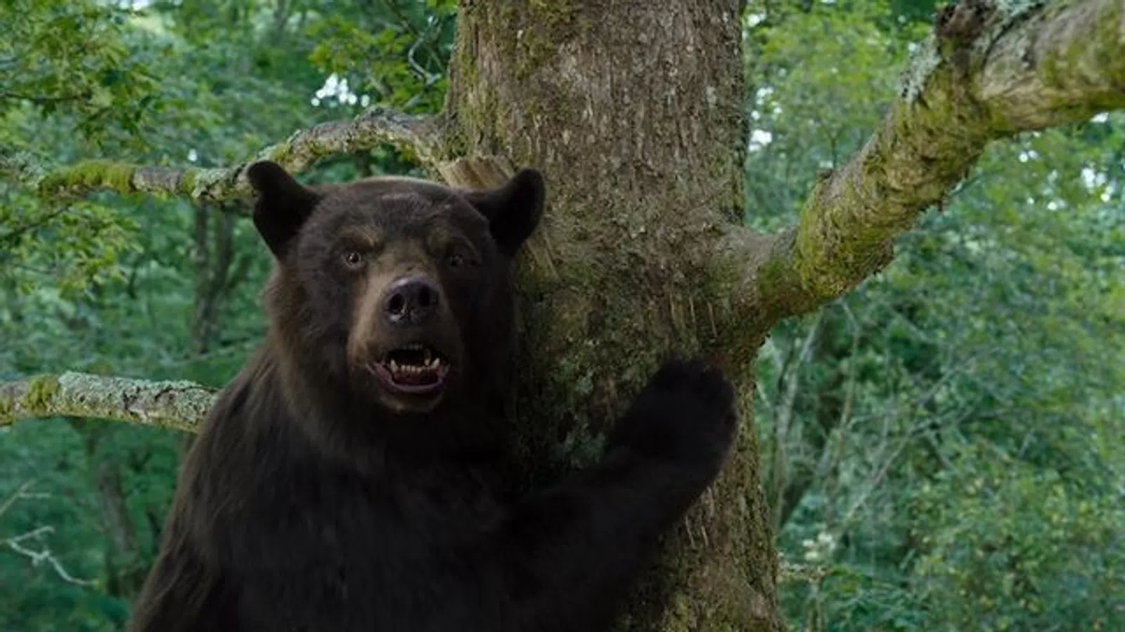 a bear in a tree