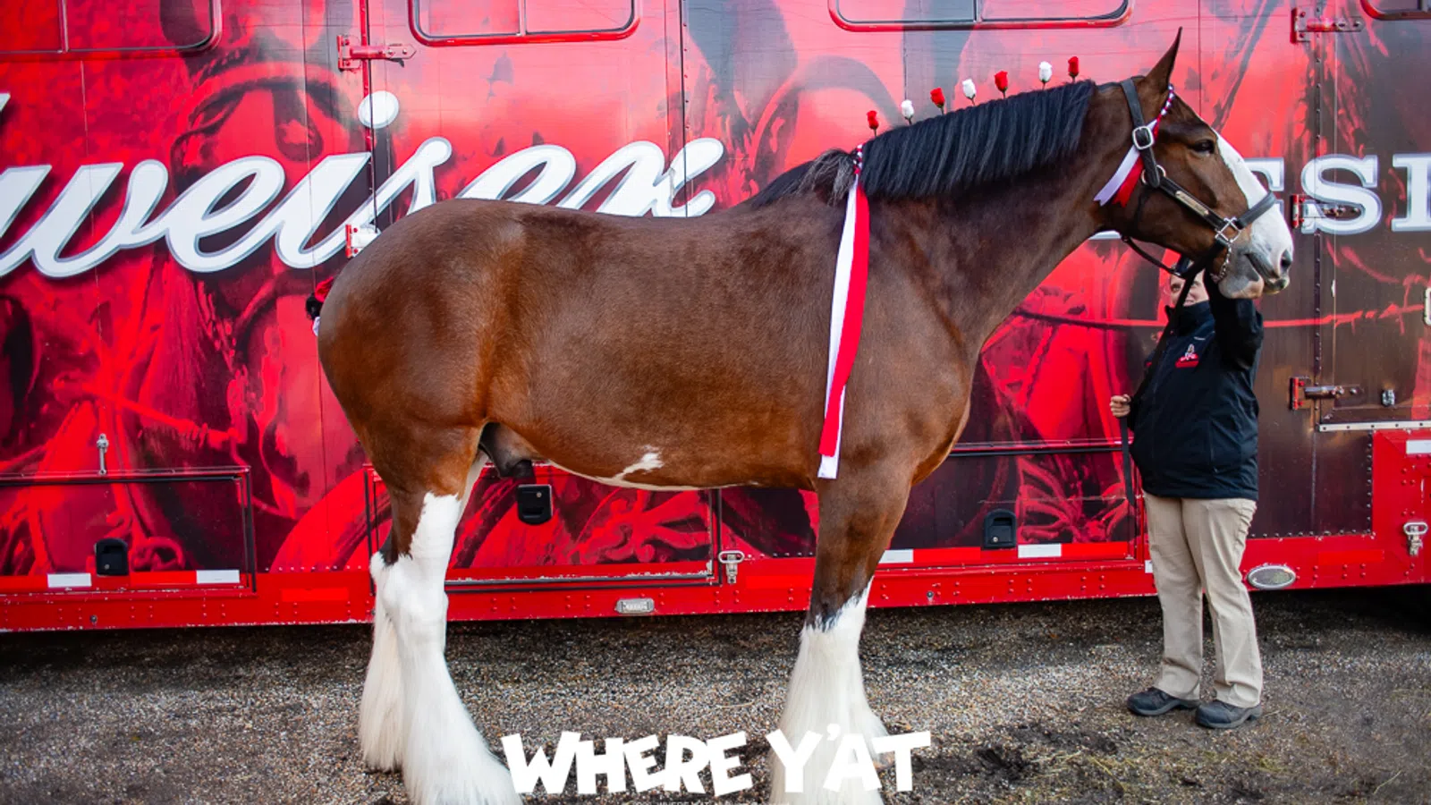 Horses, Hops & Cops event with the Budweiser Clydesdales at the NOPD barn yard City Party on Wednesday February 4, 2026. #budweiserclydesdales2026, #clydesdales, #nopdhorses, #followthehitch, #warmspringsranch  