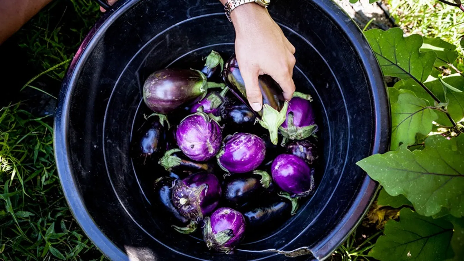 a bowl of purple grapes