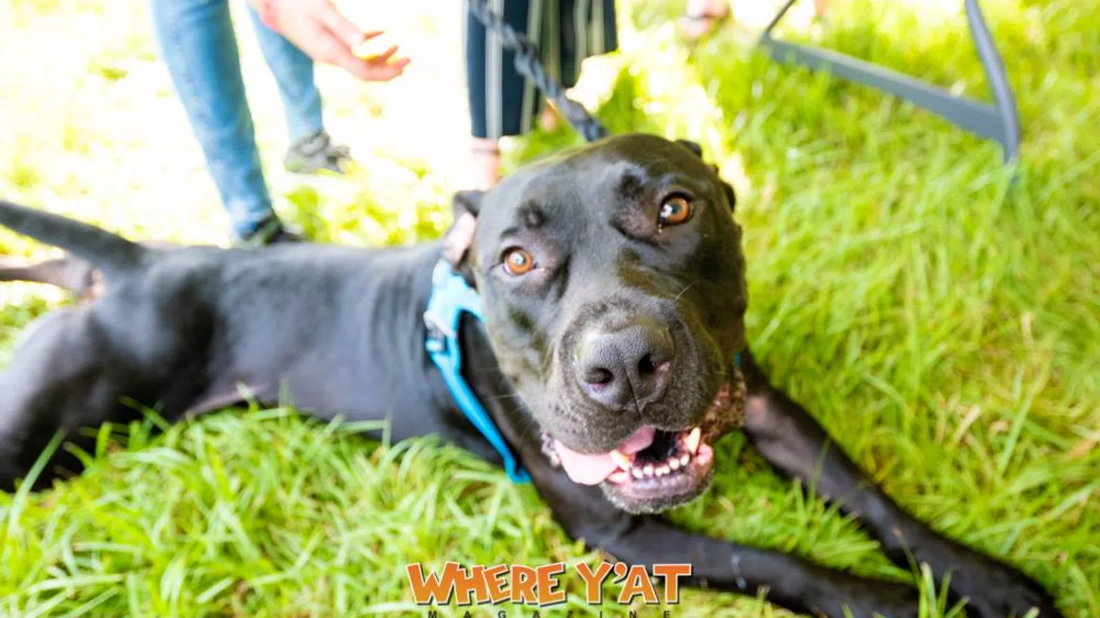 New Orleans Dogs Can Once Again Have Their Day ? At NOLA City Bark!