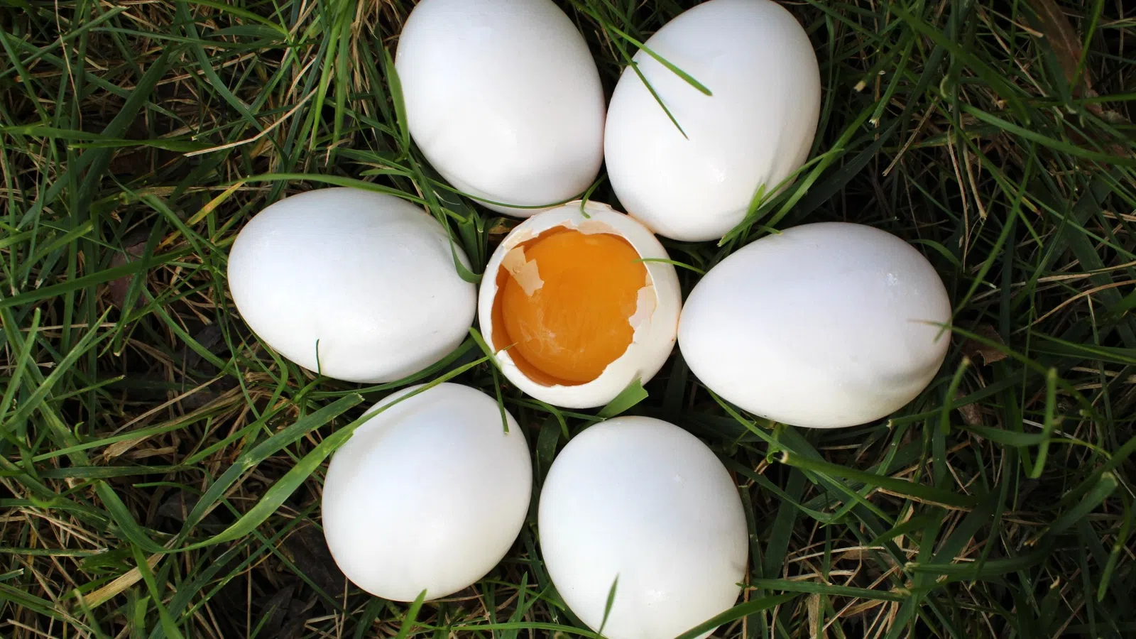 Roses & Eggshells - Bloom Where You Are Planted